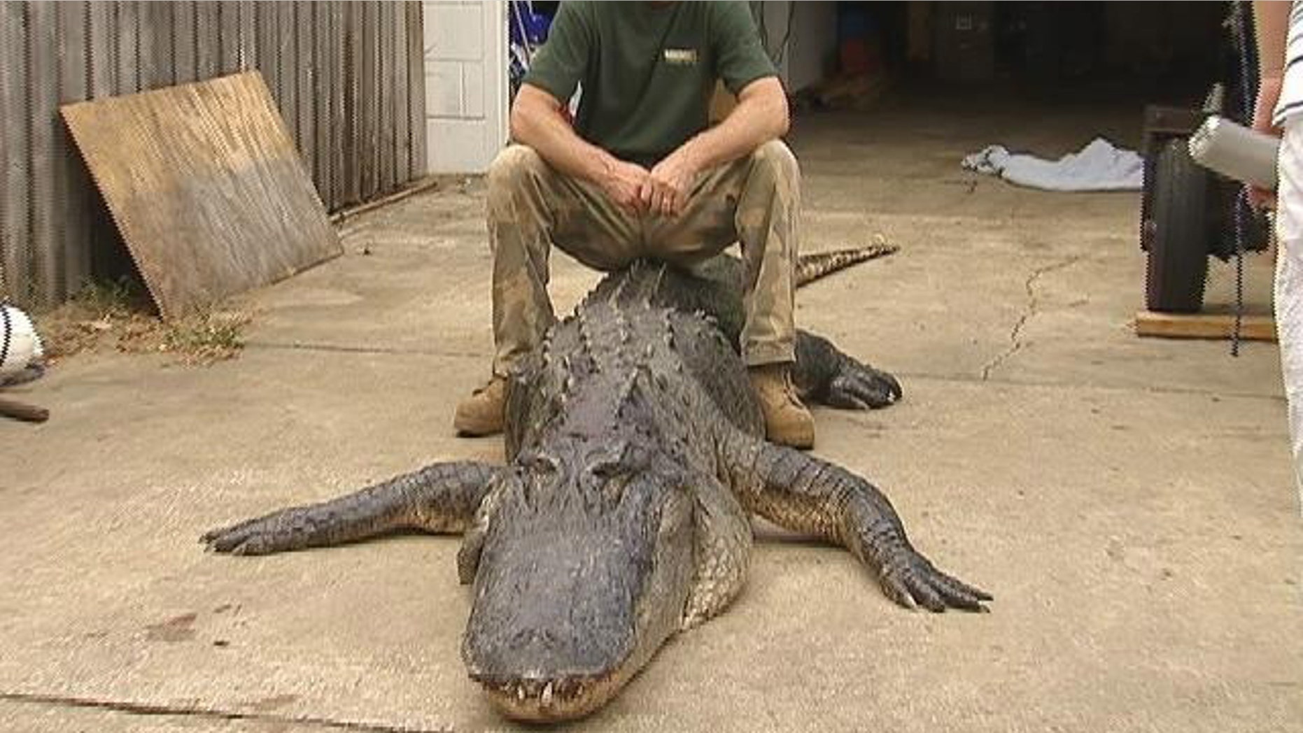 Tres Ammerman caught the mammoth beast just west of Melbourne, Fla., in the last hour of the last day of alligator hunting season, MyFoxOrlando.com reports.