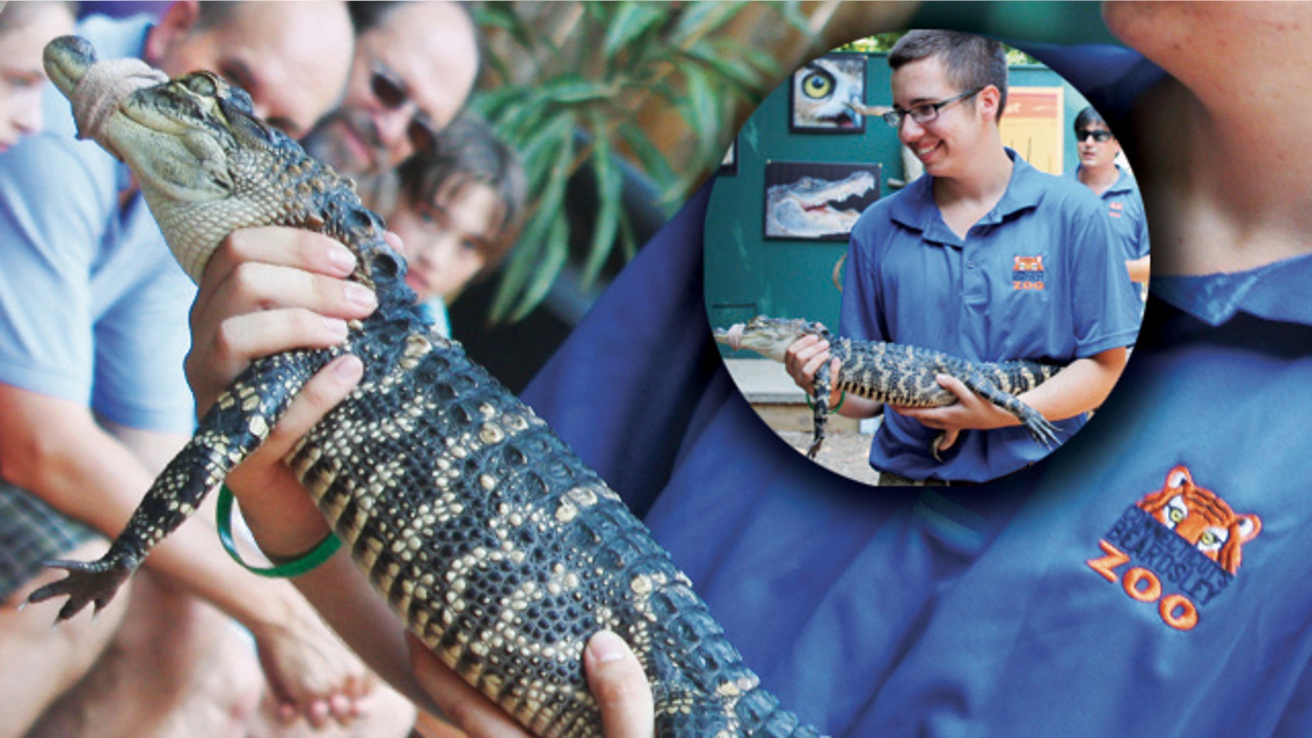 Beardsley Zoo's John Scott holds an American alligator.