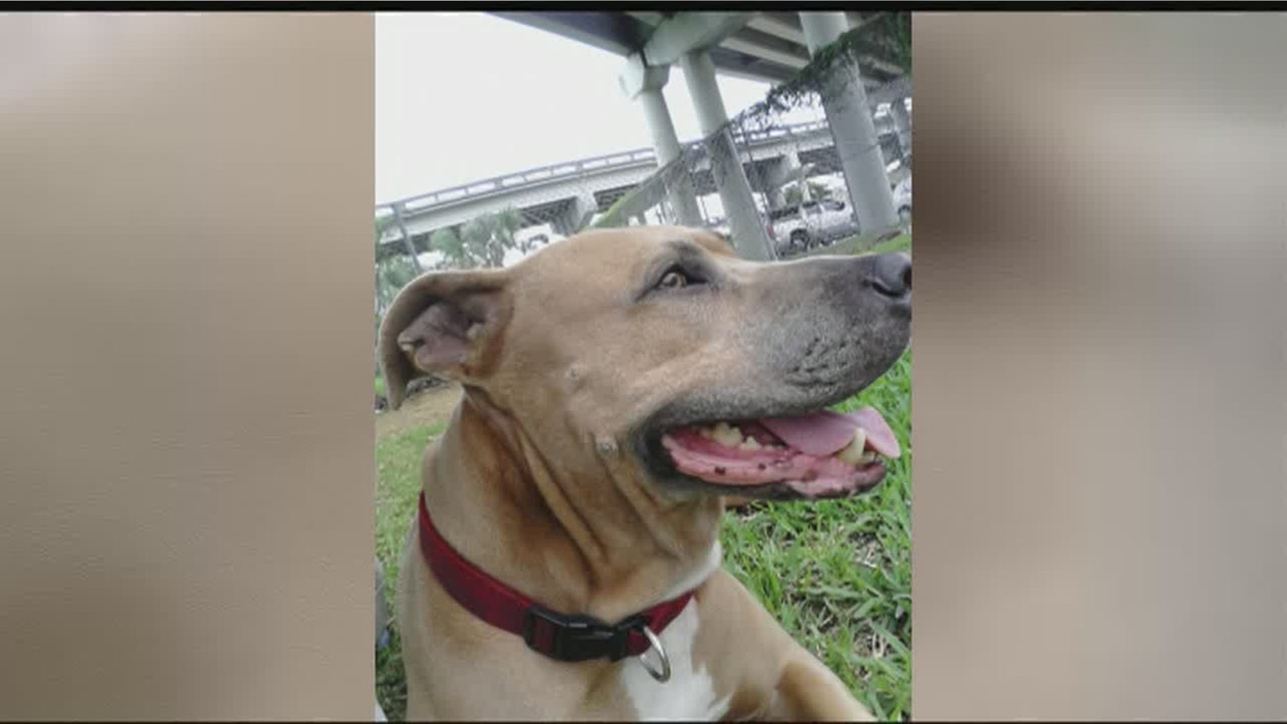 Precious, the pit bull killed by an alligator at a Florida marina.