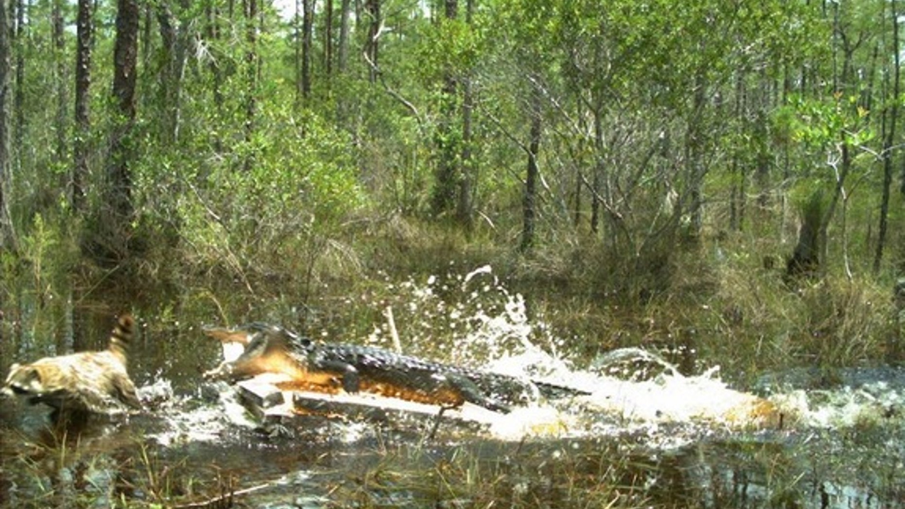 An alligator attacking a raccoon in the Florida Everglades.
