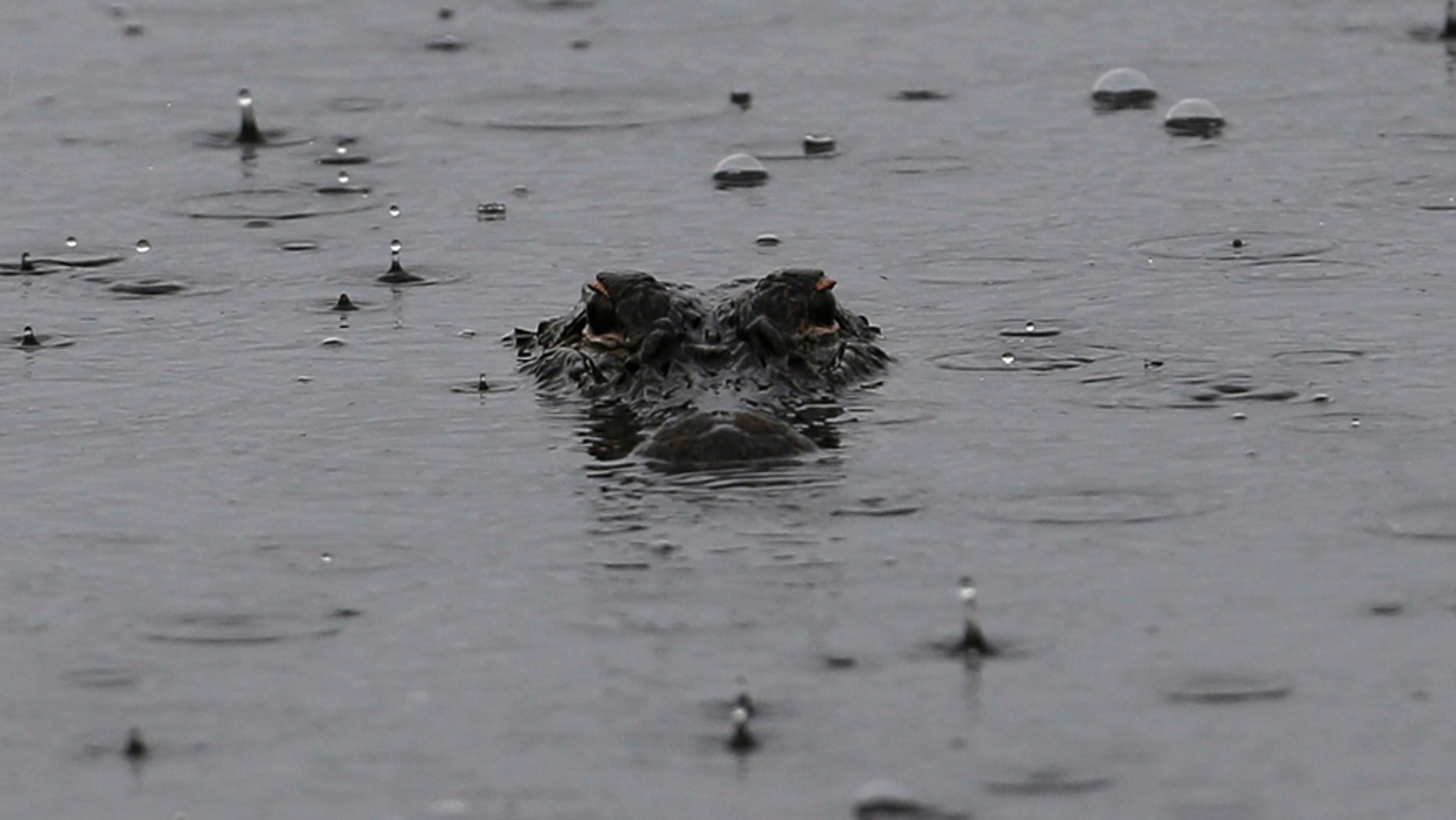 File photo: An alligator floats in a pond under rainy skies on Kiawah Island, South Carolina, August 8, 2012.