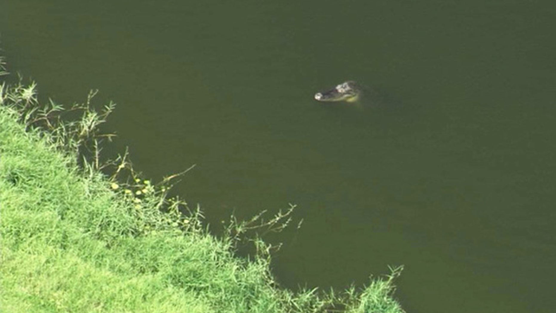 A 50-year-old man was diving for golf balls at a Florida golf course when an alligator bit his arm.