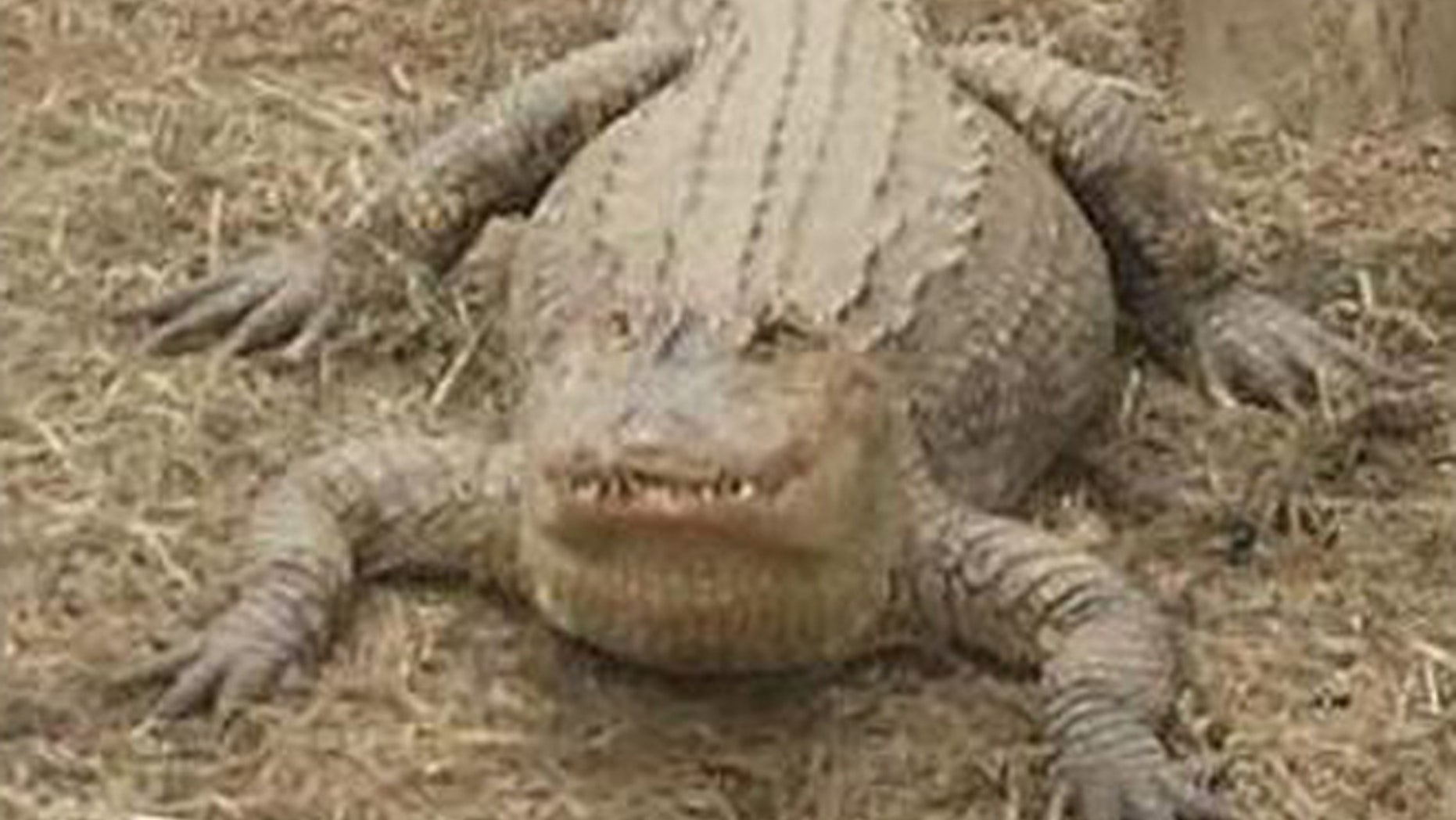Authorities on Long Island, N.Y., Sunday charged a home owner after discovering a deadly, 6-foot-long alligator on the home’s property.