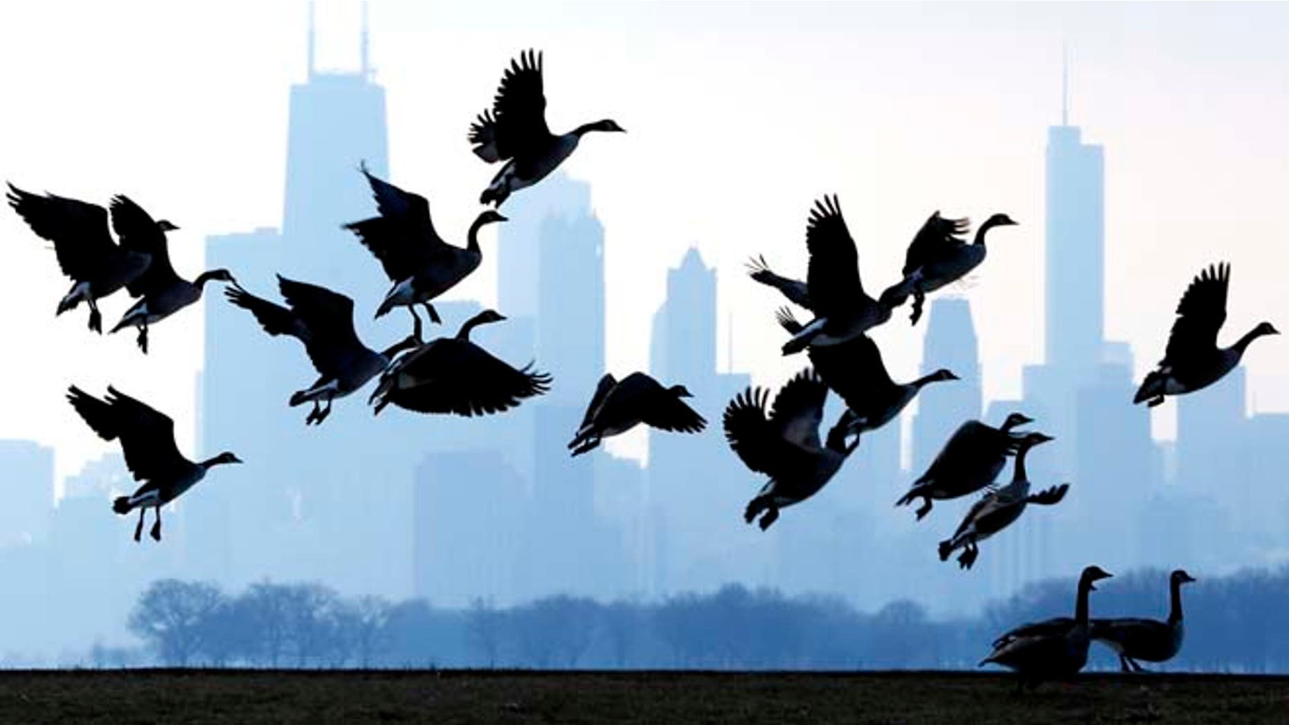 Jan. 6, 2013: This file photo shows geese flying over Lake Michigan at Montrose Beach in Chicago. The cost of six geese-a-laying spiked considerably this year, while most of the items in the carol The Twelve Days of Christmas, saw little to no increase, according to the 31st annual PNC Wealth Management Christmas Price Index. Six geese-a-laying now costs $360 versus $210 last year.