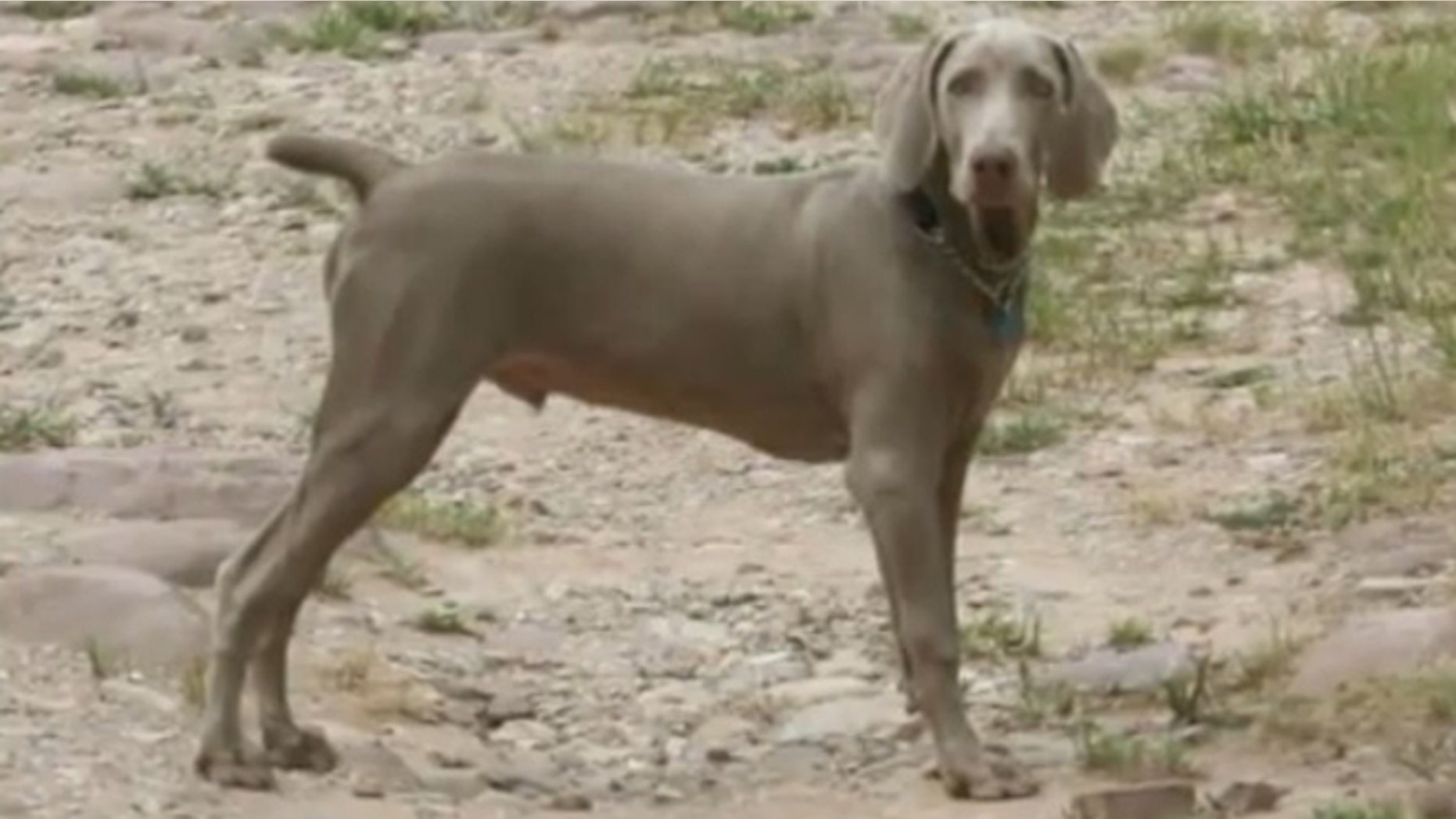 “Geist,” a gray Weimaraner, was loose in a fenced-in backyard June 18 when he was shot dead by a police officer who was searching for a missing boy.