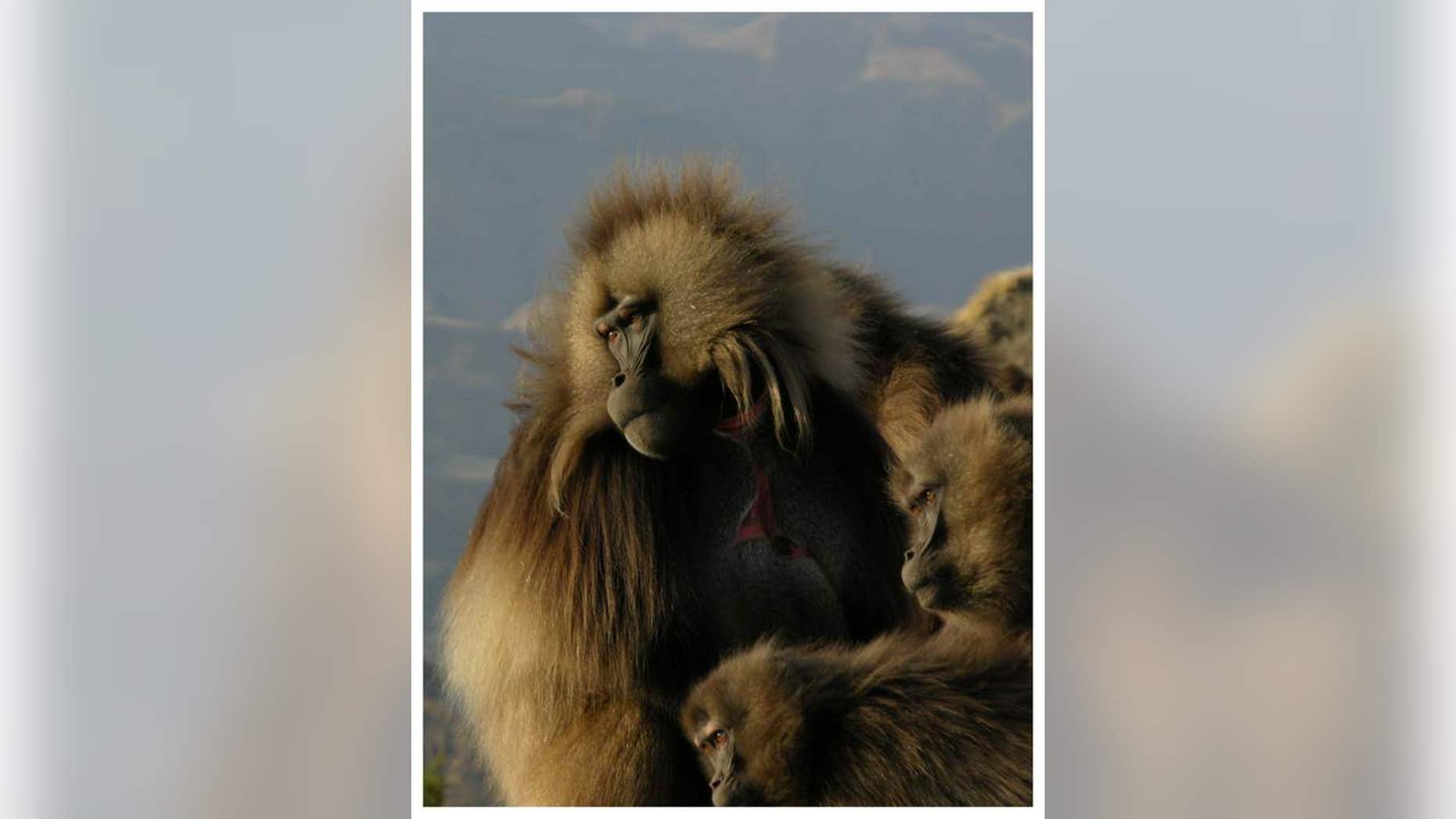 The "wobble" sounds geladas make while smacking their lips have a similar rhythm to human speech.