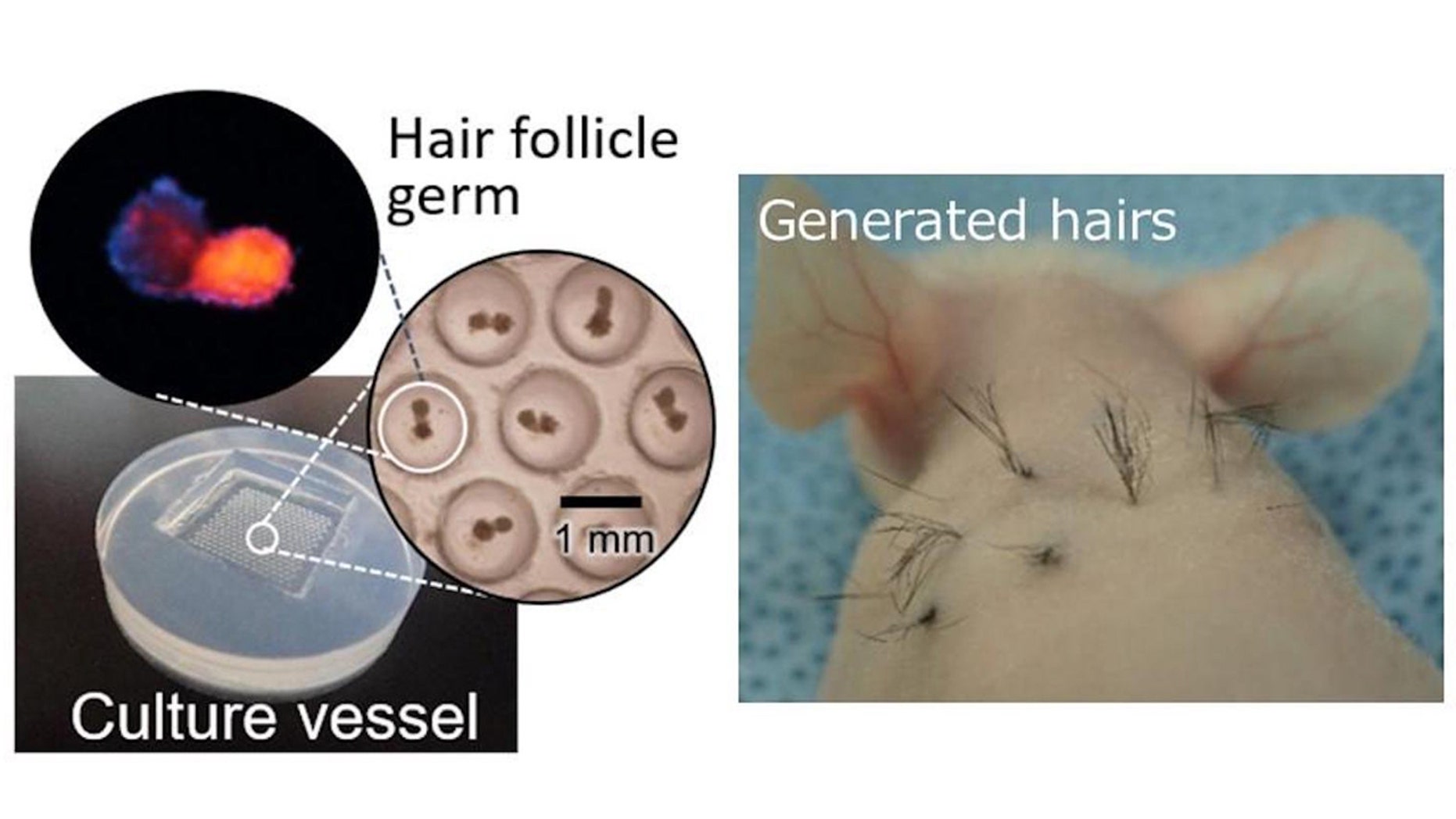 A team of scientists have discovered the use of a chemical found in McDonald's french fries can help grow hair follicles.