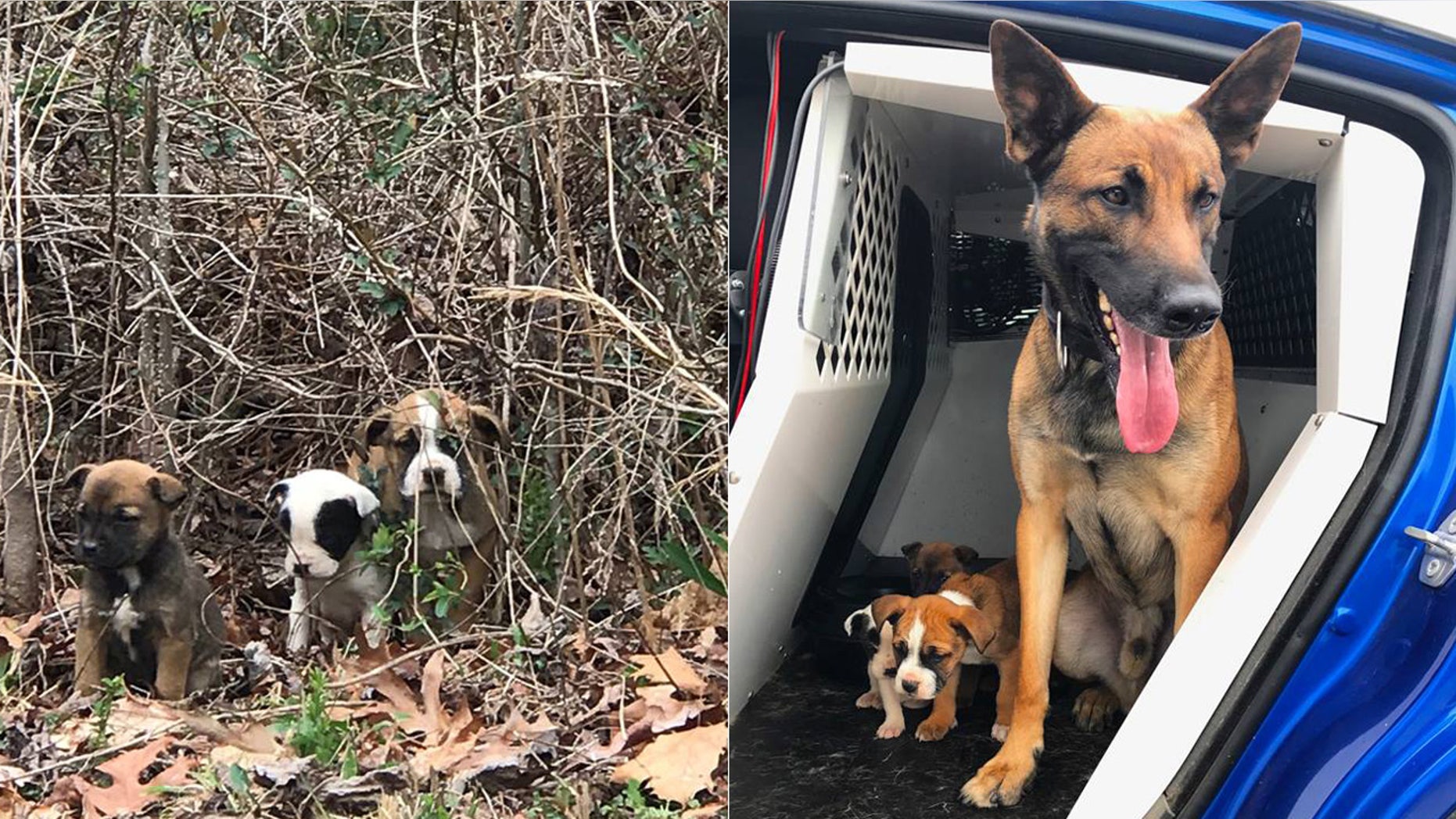 Three puppies dumped in an abandoned Atlanta subdivision were rescued by a state trooper and his K9 partner.