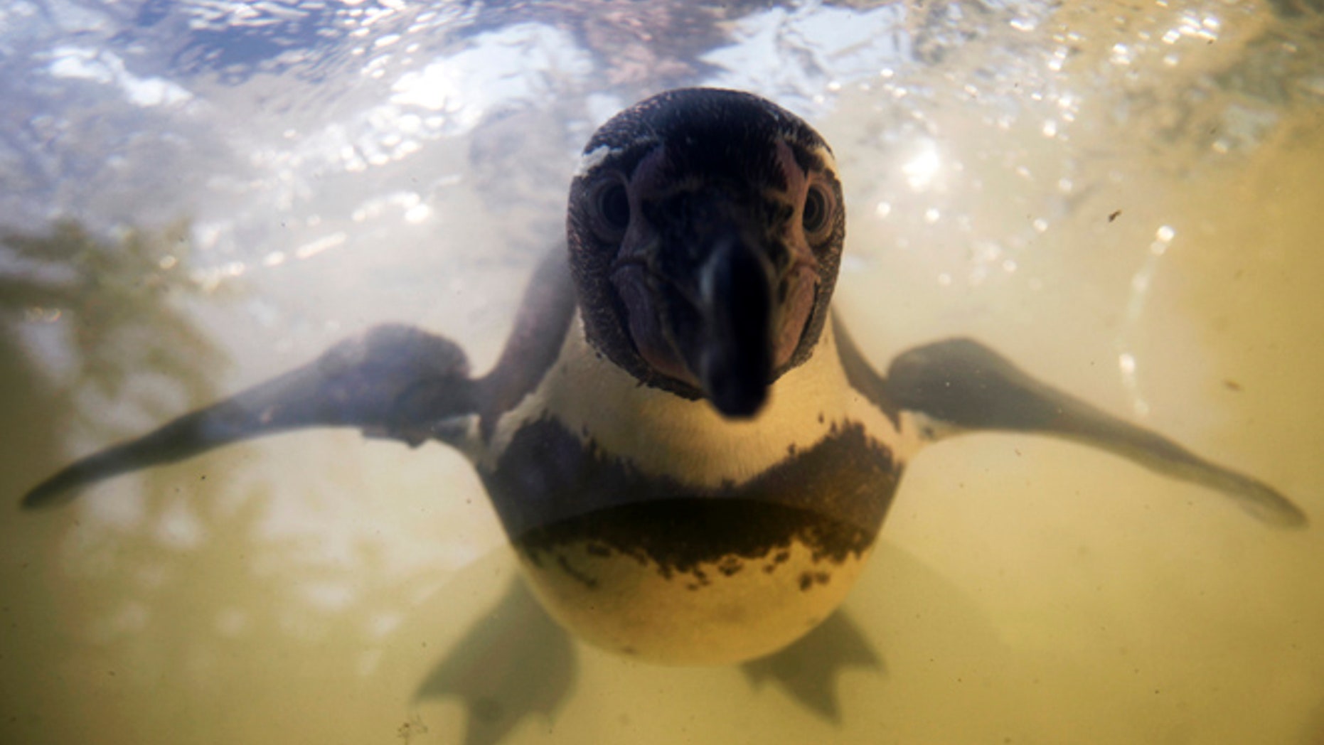 A Humboldt penguin at the Luisenpark in 2011.