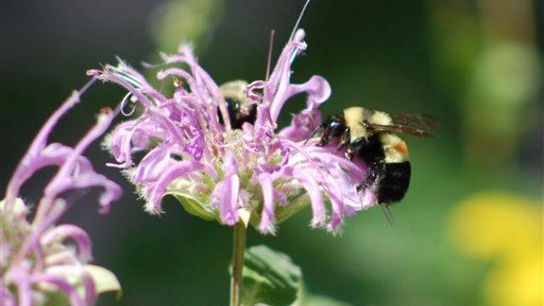 This photo shows a rusty patched bumblebee on Aug. 14, 2008, in Peoria, Ill. (AP Photo/Johanna James-Heinz)