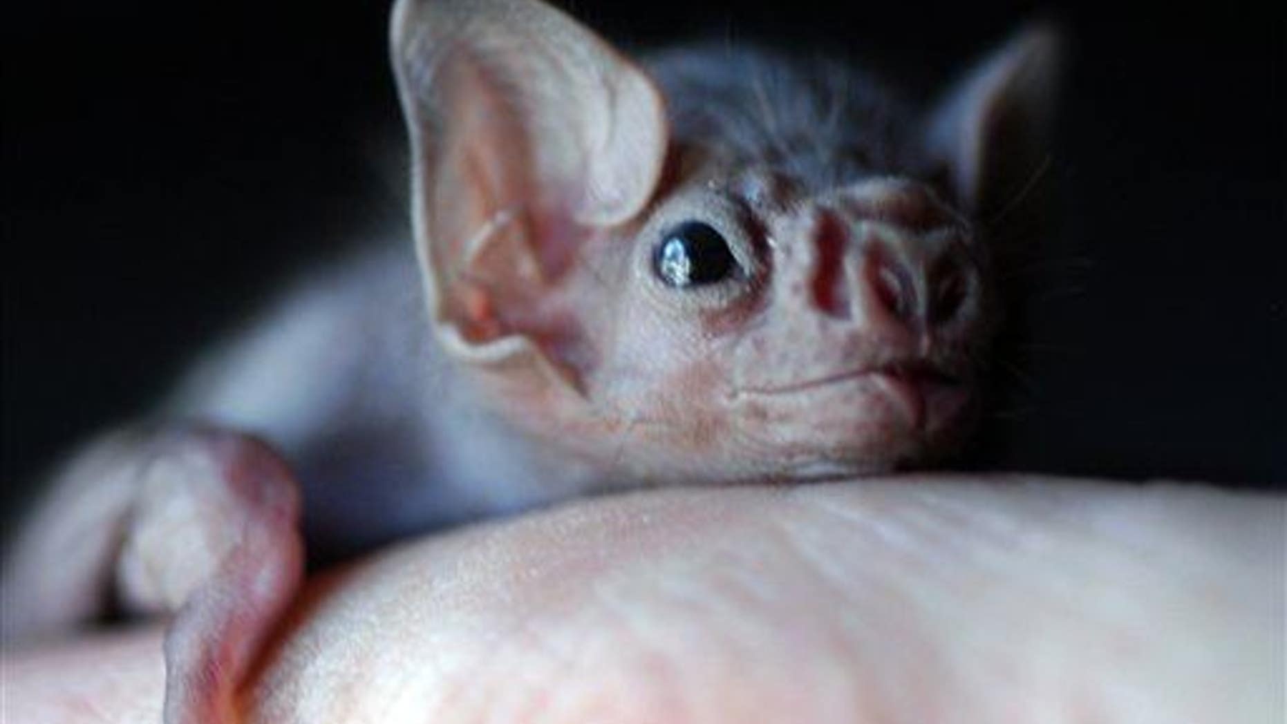 In this 2002 file photo, a white-winged vampire bat pup is seen. (AP Photo/Jake Schoellkopf, File)
