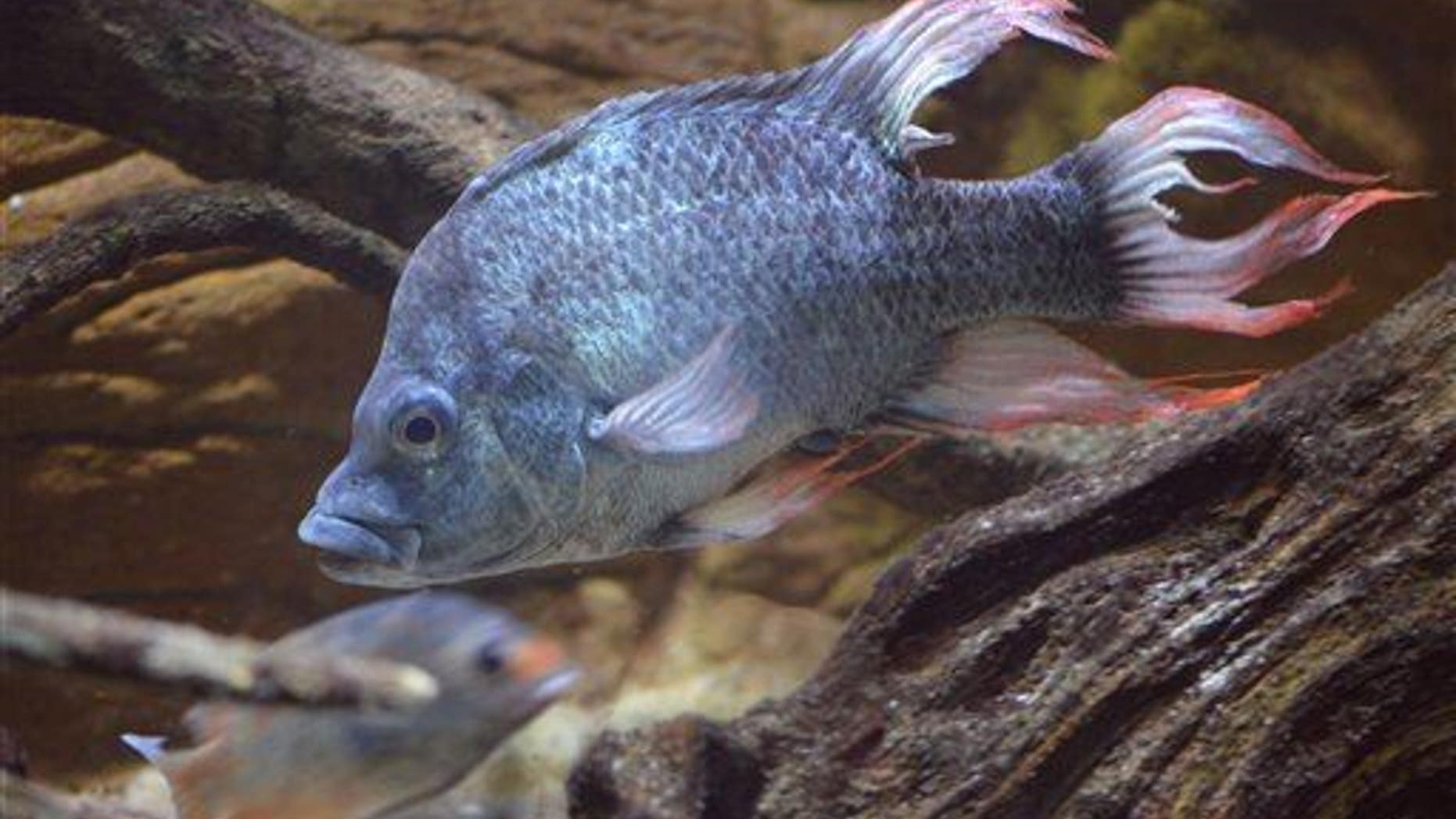 A male Mangarahara cichlid. (AP Photo/ZSL)
