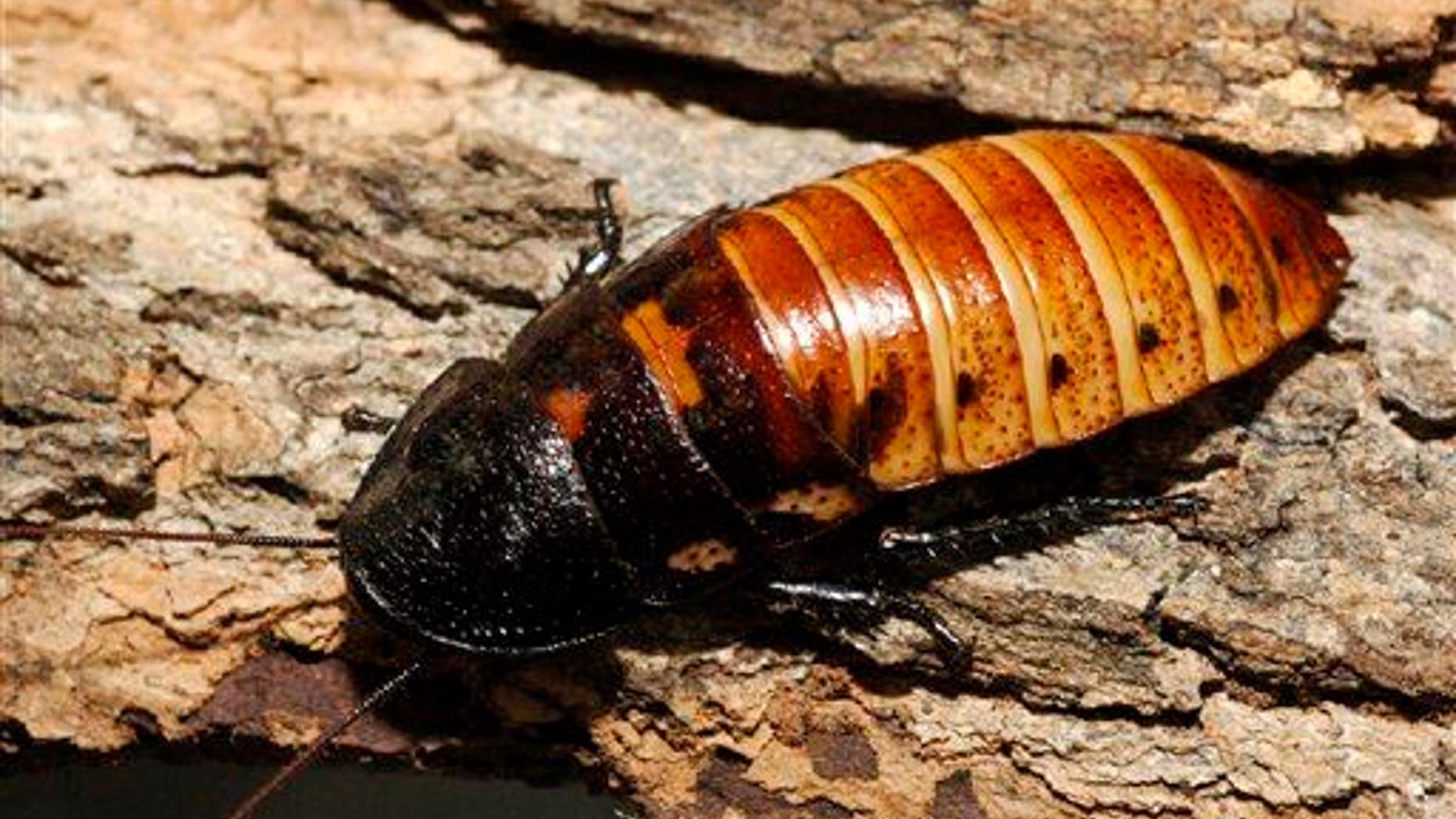 In this 2005 photo released by the Wildlife Conservation Society, a Madagascar hissing cockroach (not the roach in question) crawls on some bark at the Bronx Zoo in New York.