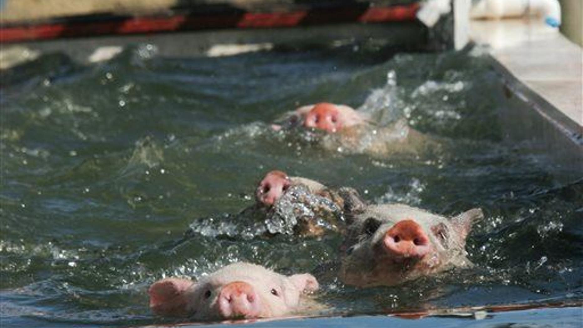 These swimming pigs happen to be in Georgia.