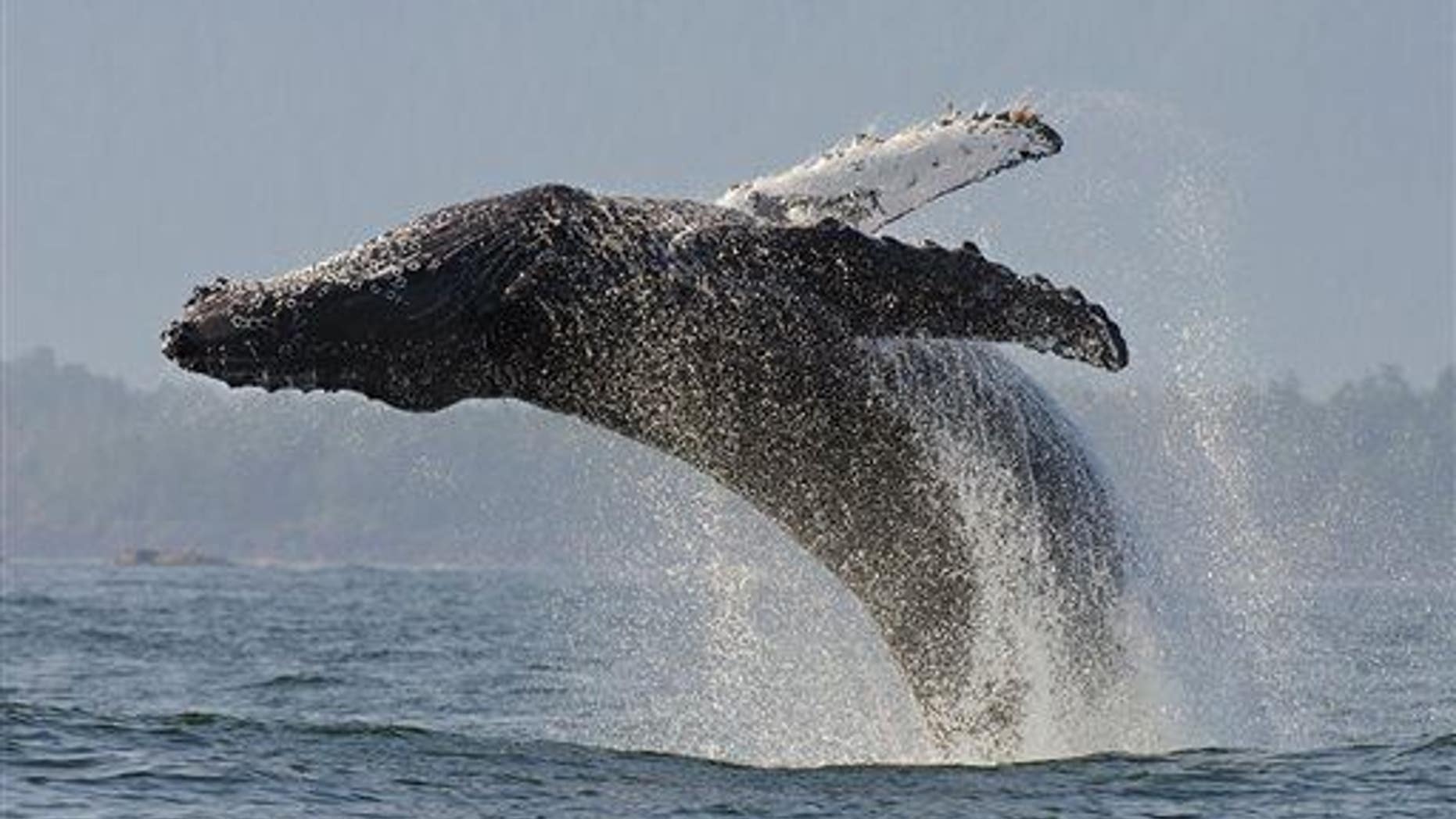 This undated image released by PBS shows a humpback whale.