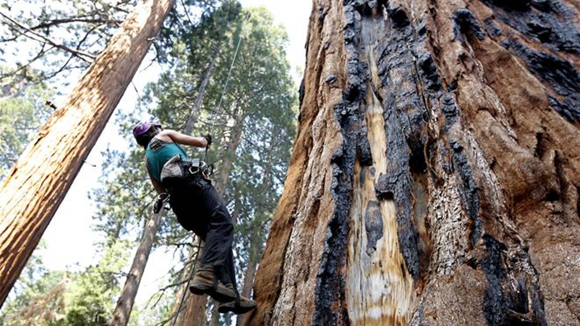 A tree biologist climbs a Giant Sequoia to retrieve a sensor that measures temperature and humidity near Visalia, Calif.