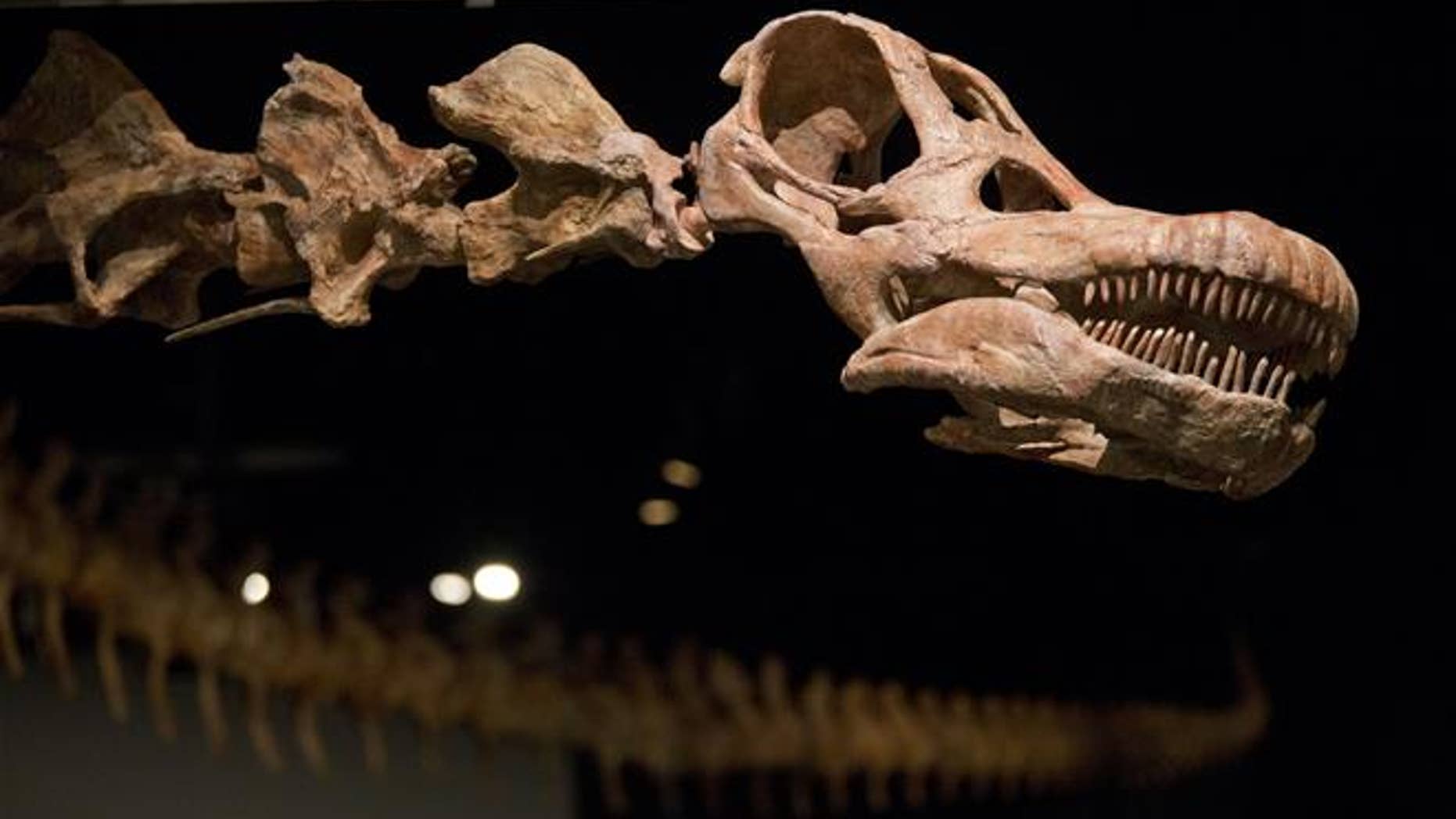 A replica of a 122-foot-long dinosaur is displayed at the American Museum of Natural History in New York.