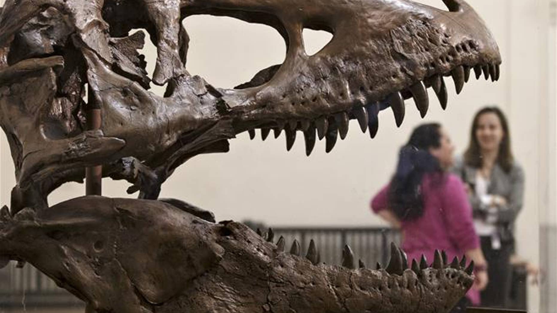 A Tyrannosaurus rex at the Smithsonian Museum of Natural History in Washington.