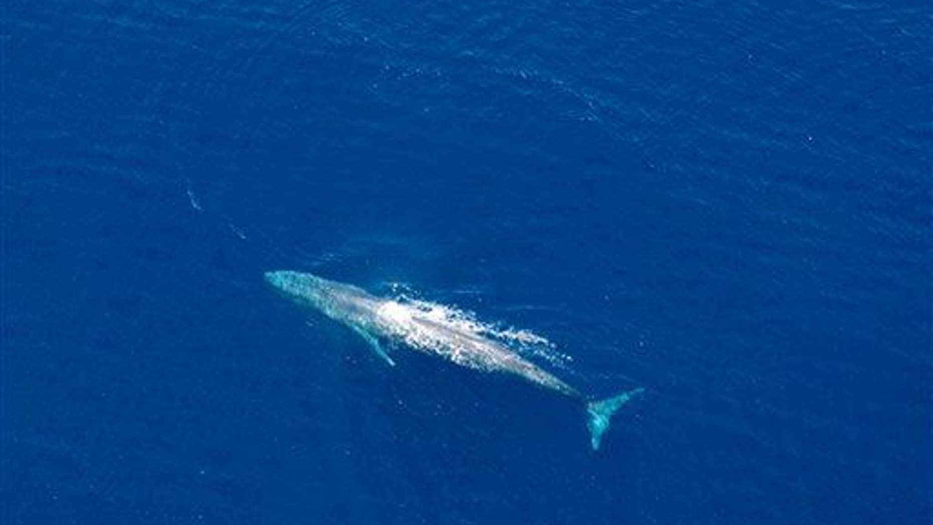 File photo of a blue whale.