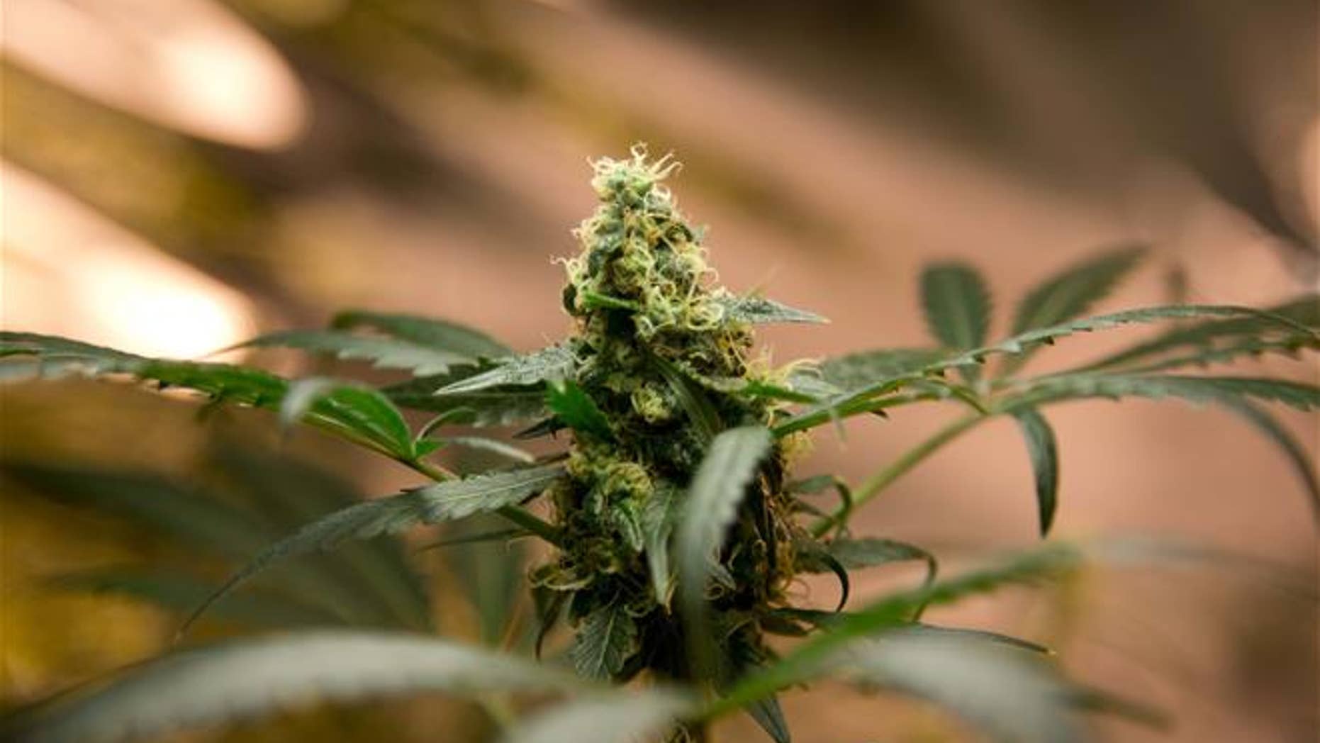 A marijuana plant grows in Mexico City.Three patients saw their seizures stop entirely.