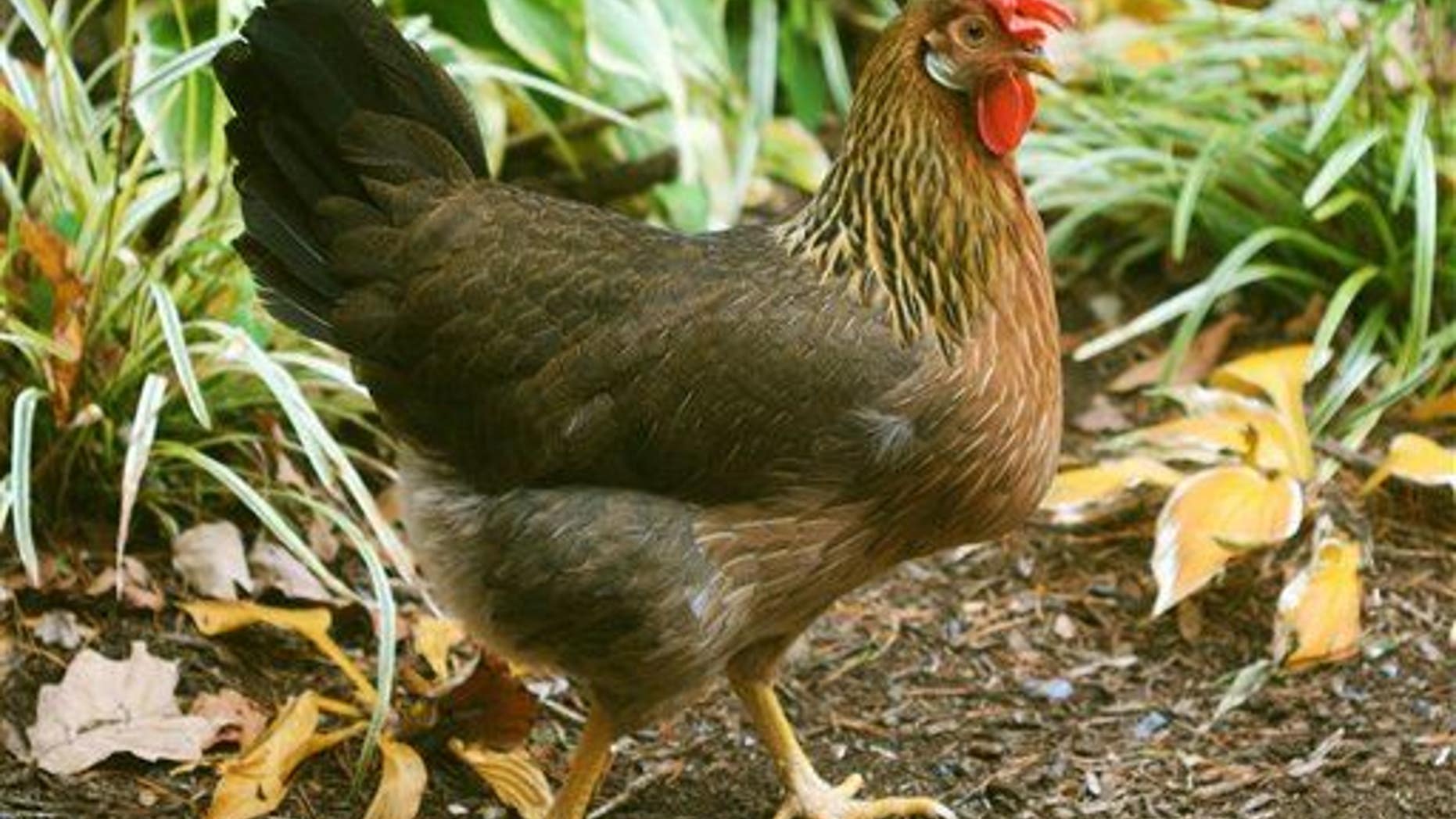 A laying hen strolls by a frost-damaged stand of hostas on a residential property near rural New Market, Va