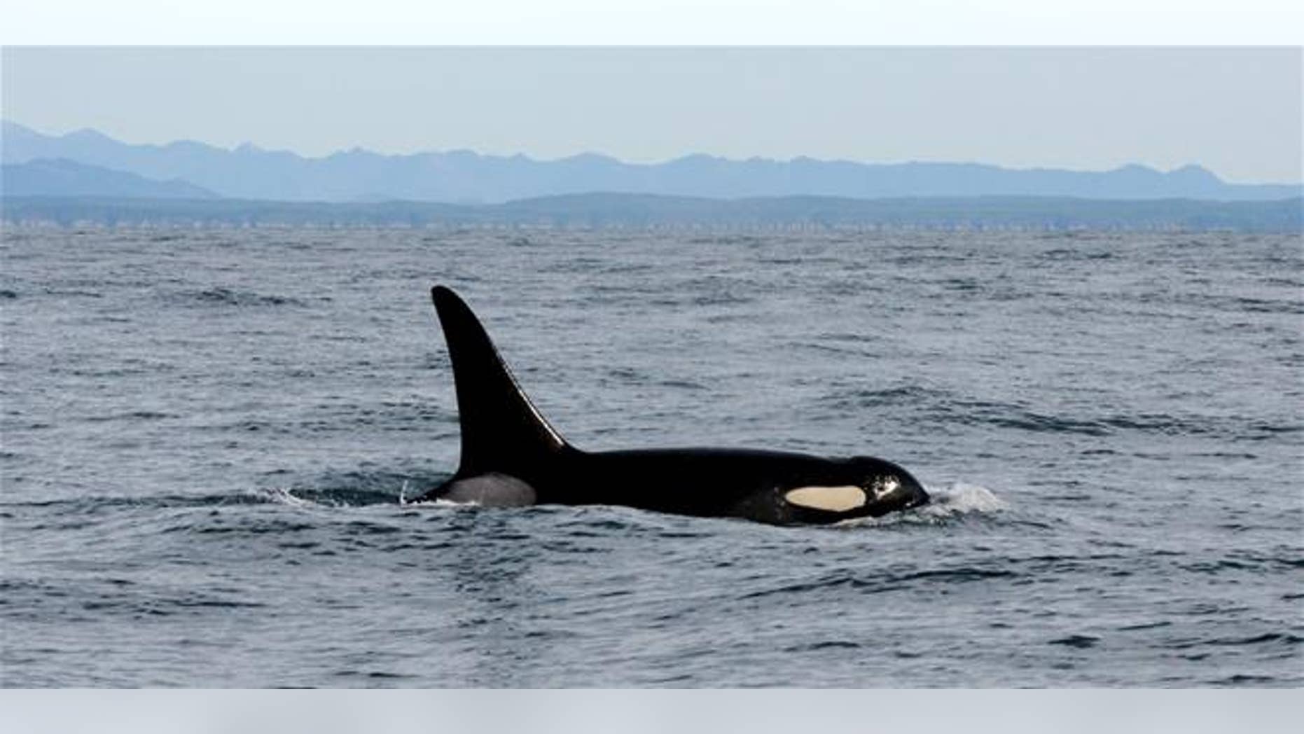 An orca whale swims in the Pacific Ocean near La Push, Wash.