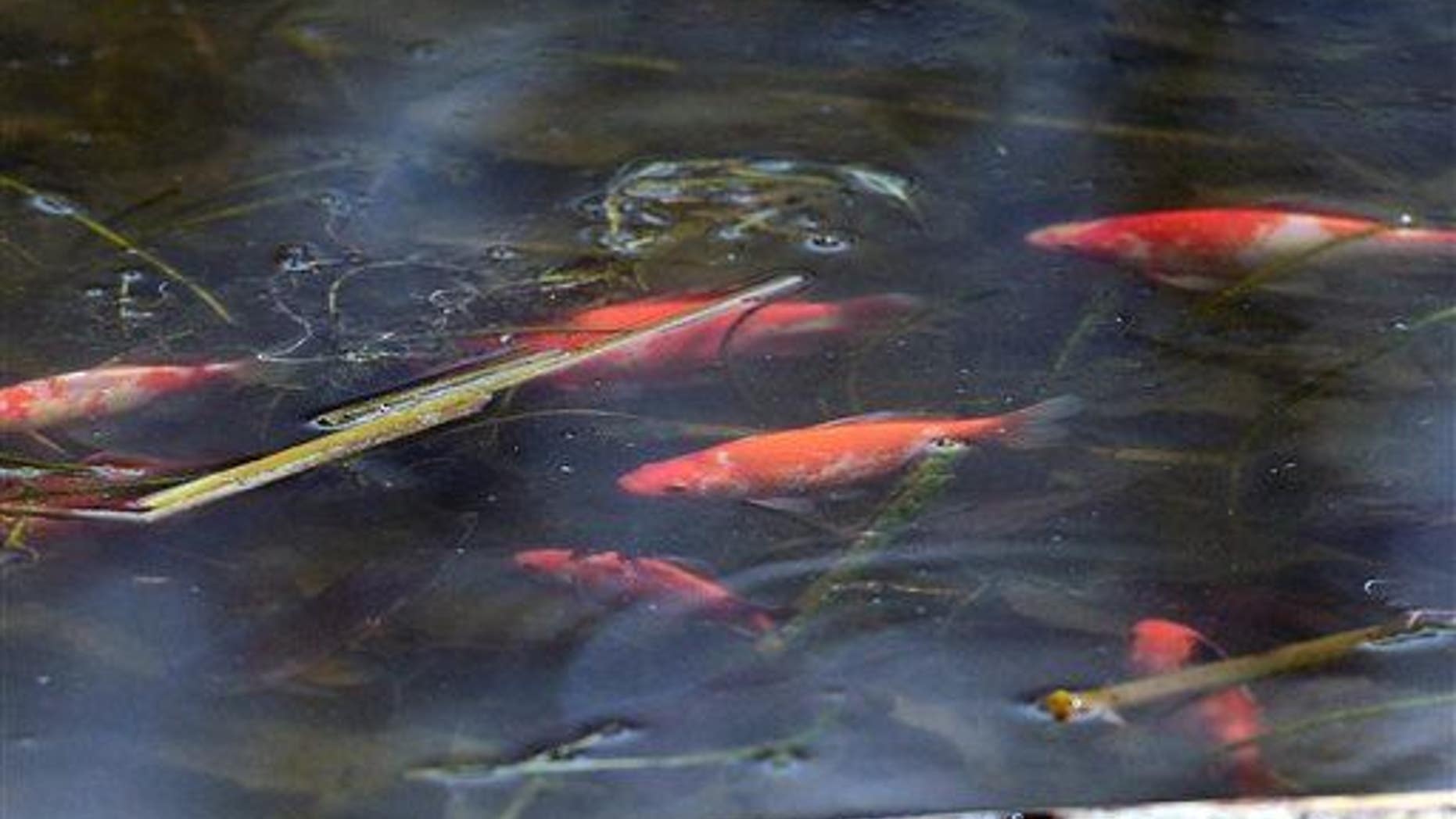 Goldfish swim in the water at Teller Lake No. 5 in in Boulder County, Colo., on April 3, 2015.