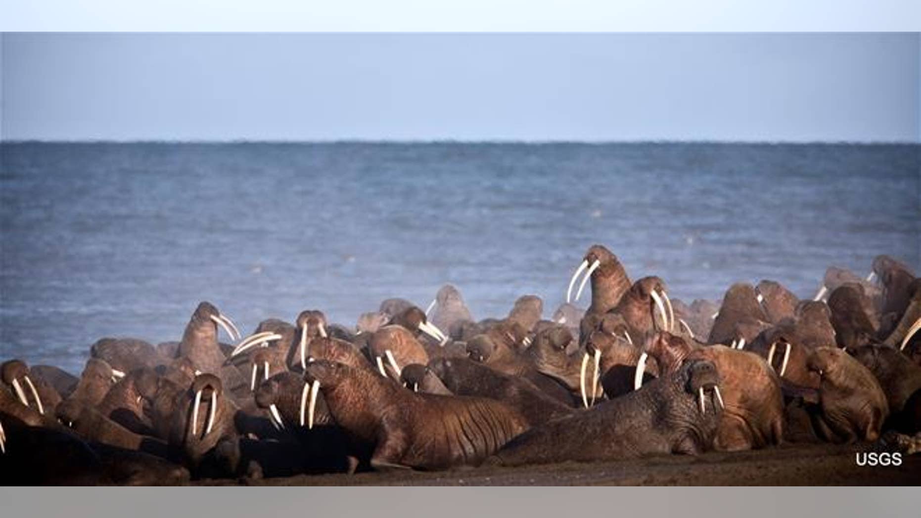 Walruses gather to rest on the shores of the Chukchi Sea near the coastal village of Point Lay, Alaska, in 2013.