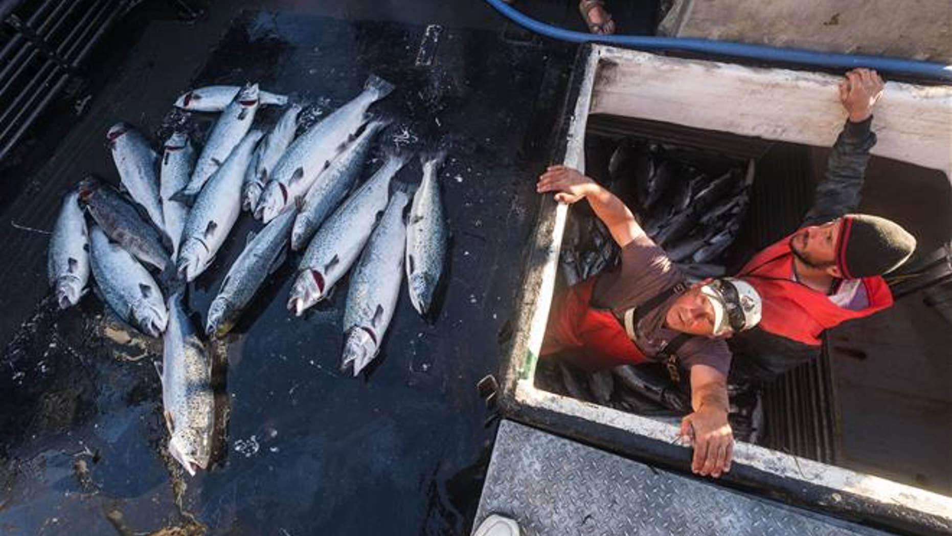 Two fishermen with the 16 farm-raised Atlantic salmon they caught fishing off Point Williams, Wash., on Tuesday.