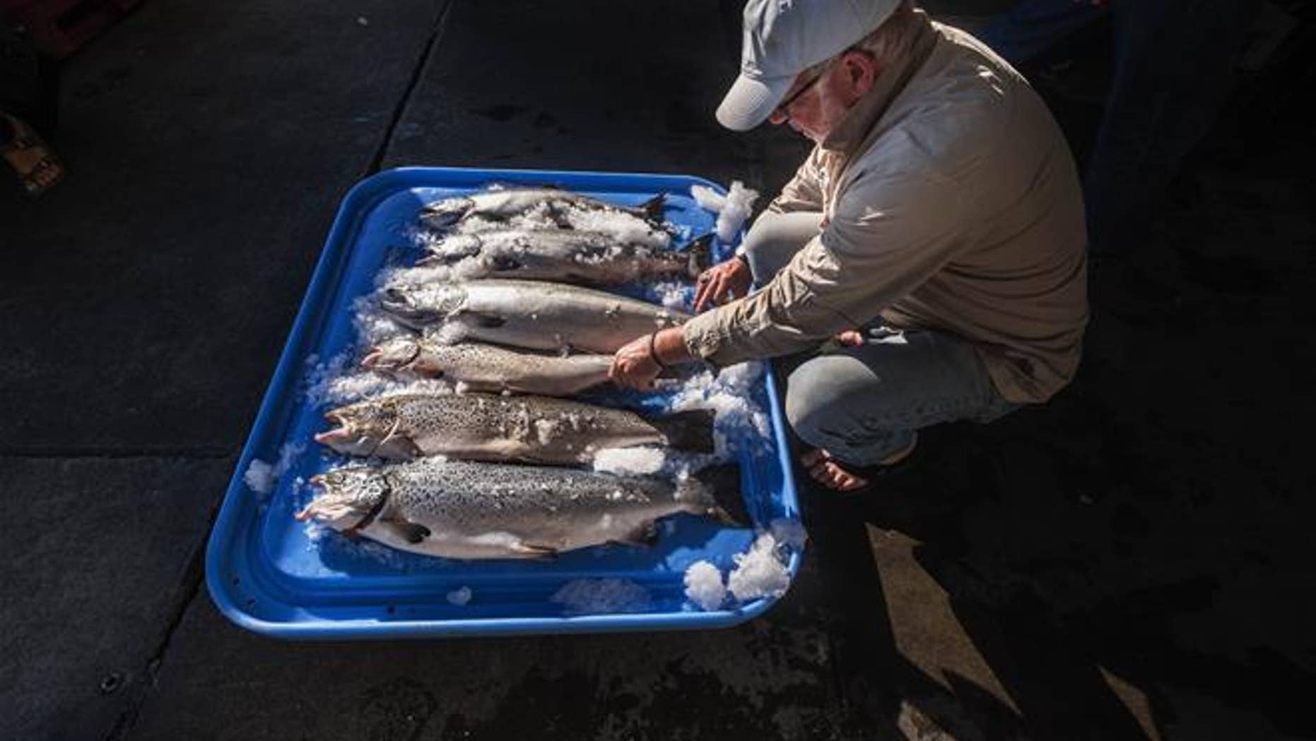 In this Tuesday, Aug. 22, 2017 photo, Riley Starks of Lummi Island Wild shows three of the farm raised Atlantic salmon he caught alongside four Kings in Point Williams, Wash. A marine net pen holding 305,000 farmed Atlantic salmon collapsed recently, releasing thousands of fish into Puget Sound.