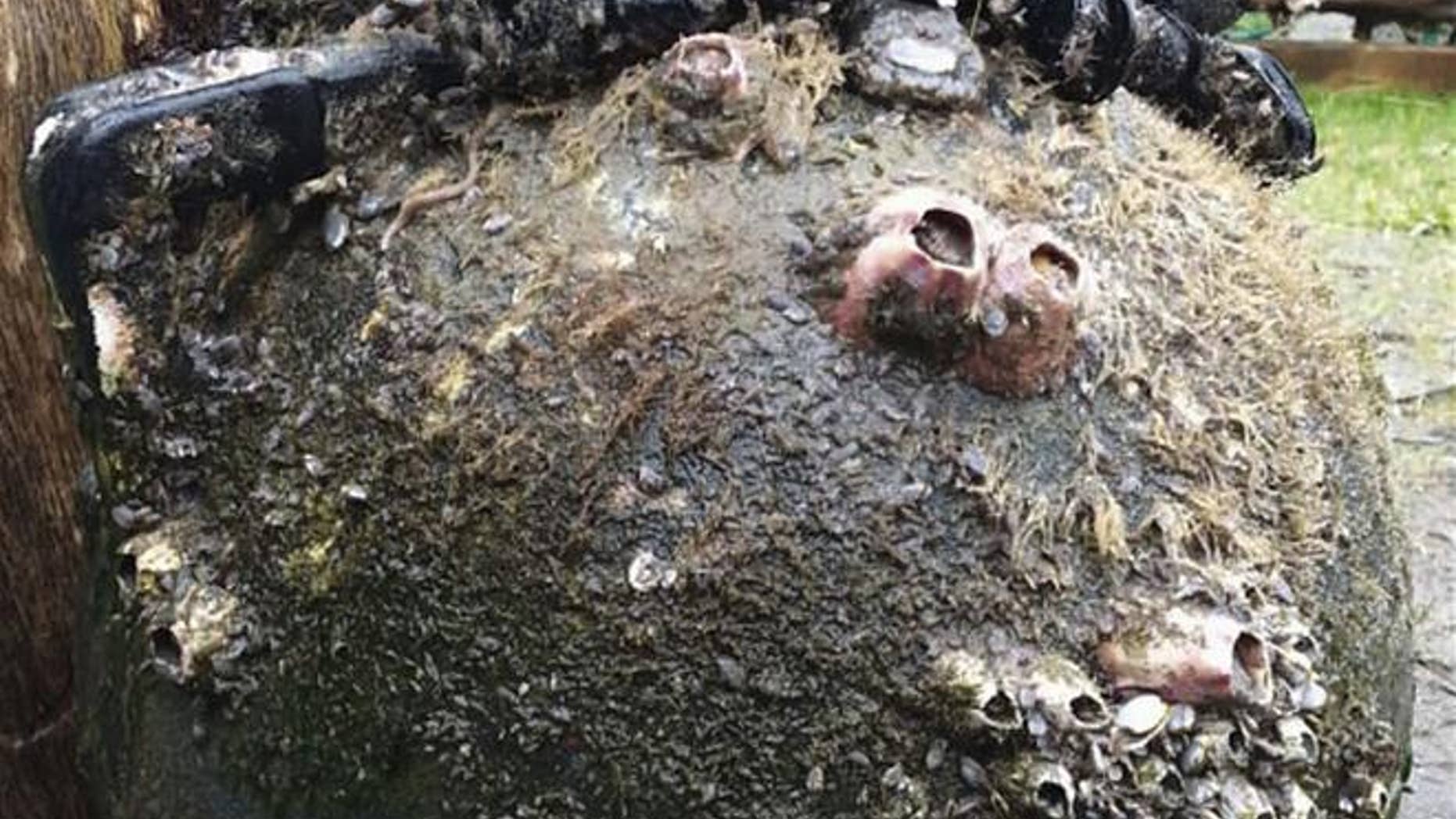 Japanese mussels, barnacles, and sea anemones on a tsunami buoy which washed ashore on Long Beach, Wash.