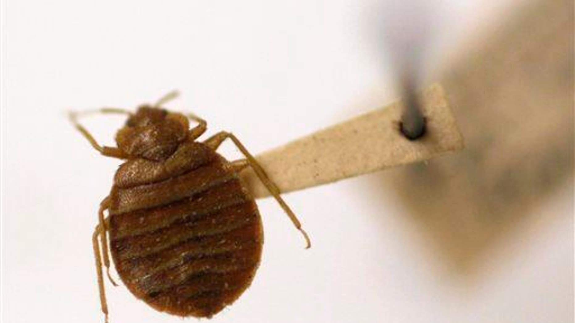 This little guy would be thrilled to hitch a ride back to your home in dirty laundry.