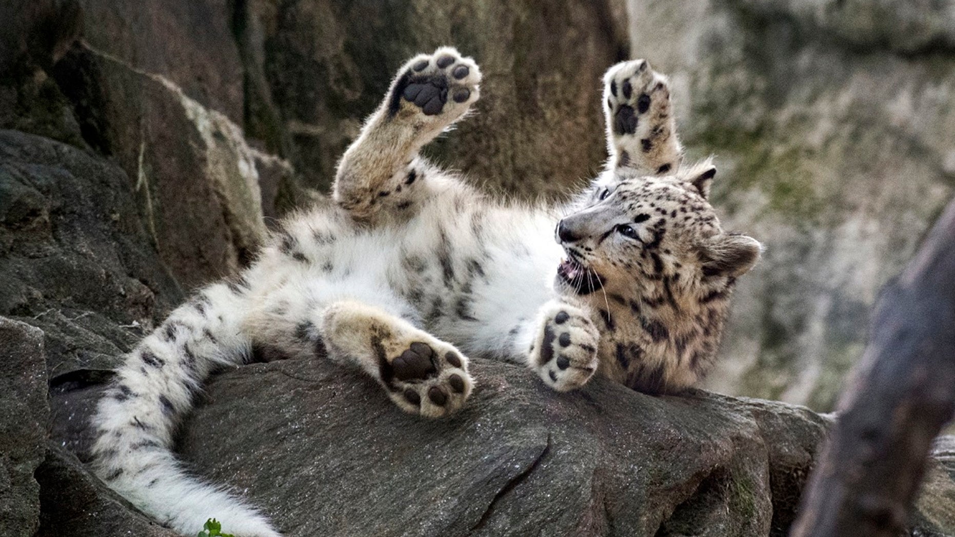 A female snow leopard cub at the Bronx Zoo. The zoo announced Thursday that the snow leopard cub has made its public debut just in time for Halloween.