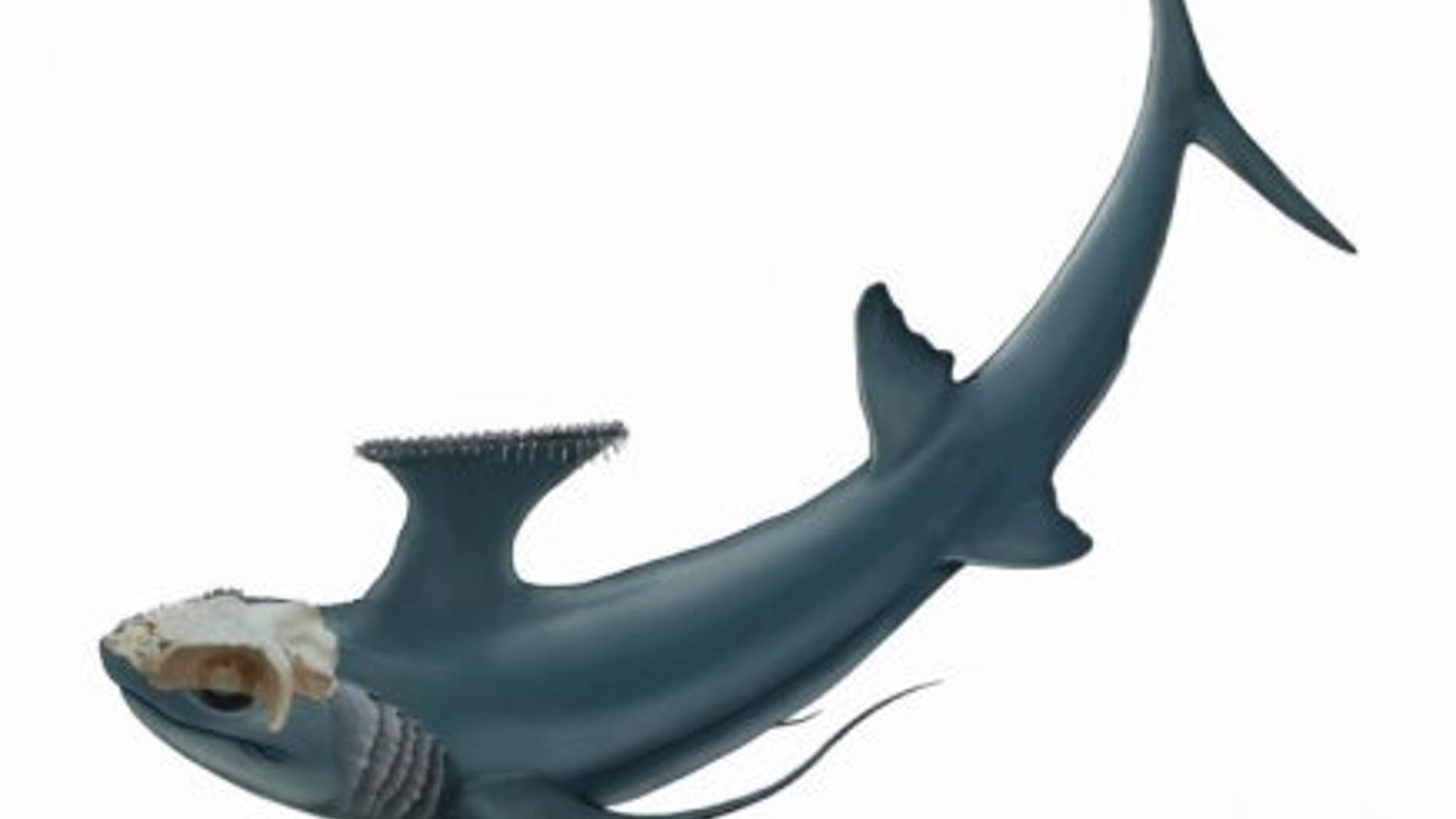 File photo - This image shows a reconstruction of Dwykaselachus oosthuizeni, a type of symmoriid shark now known to be an early chimaera. (Credit: Kristen Tietjen)
