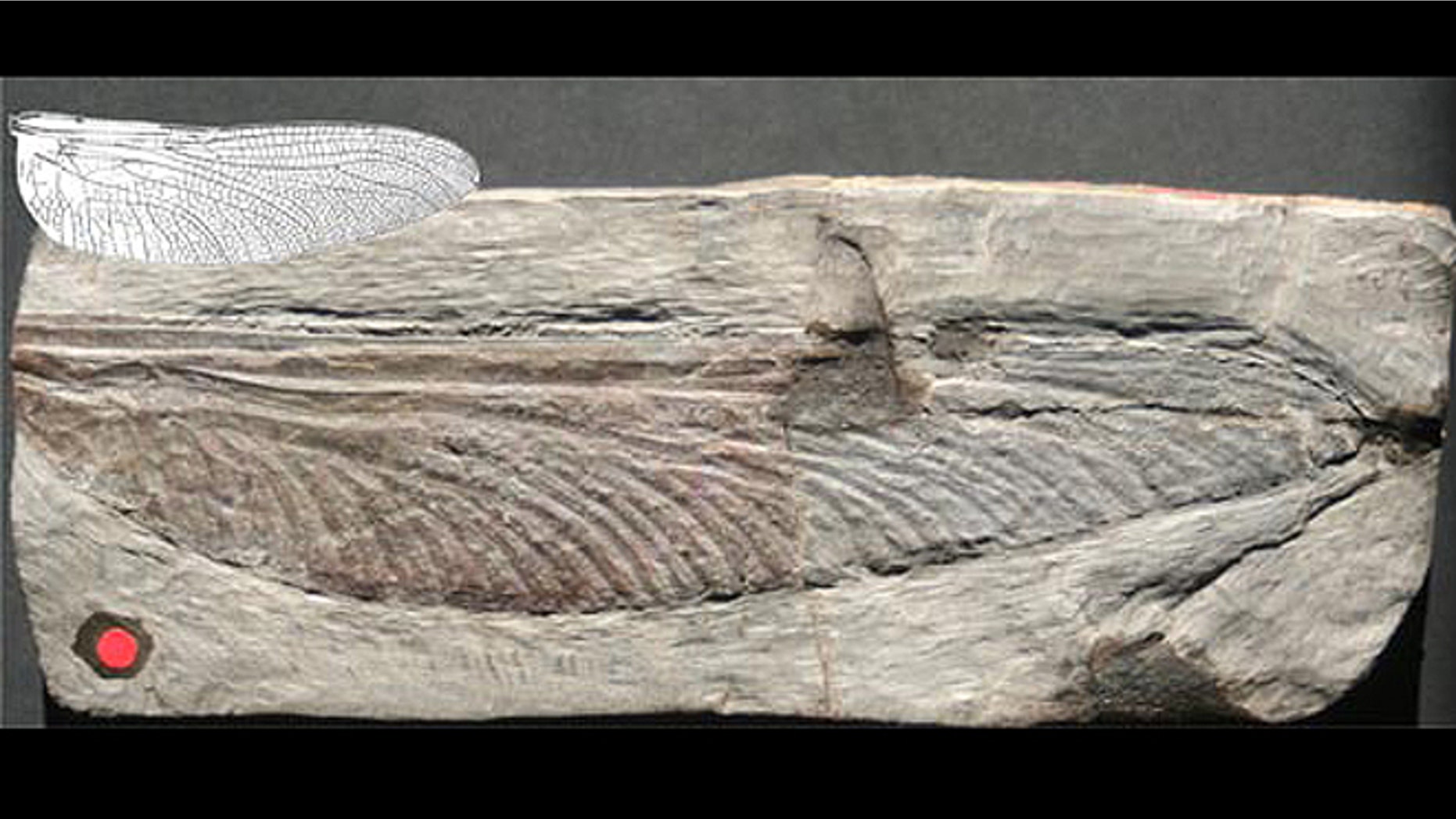 An image of a 7.5-inch-long 300-million year old fossil wing from Stephanotypus schneideri, along with an illustration of the largest relatively recent insect wing for comparison, that of 12-million-year-old 2.6-inch-long Epiaeschna lucida wing.