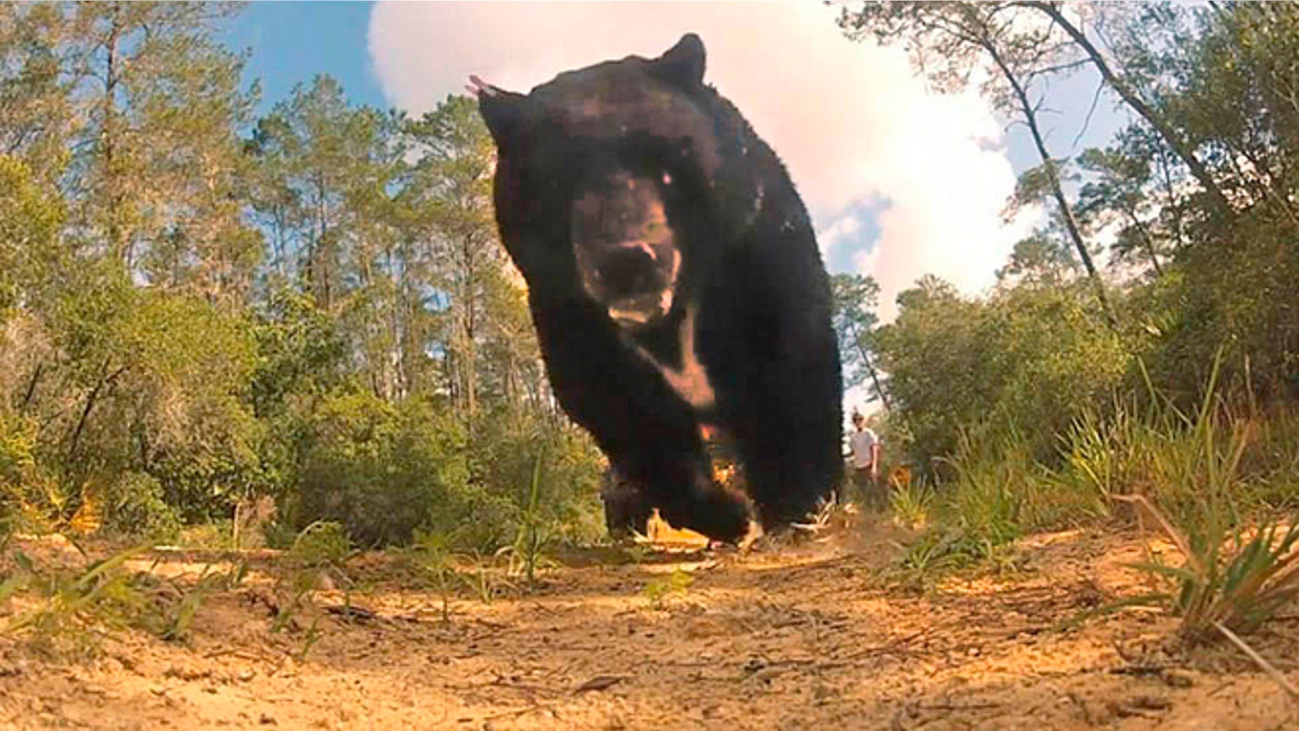 May 28, 2013: Once released by Florida Fish and Wildlife Commission officials, this 620-pound bruin -- The largest black bear ever captured in Florida -- trampled a GoPro camera in his haste.