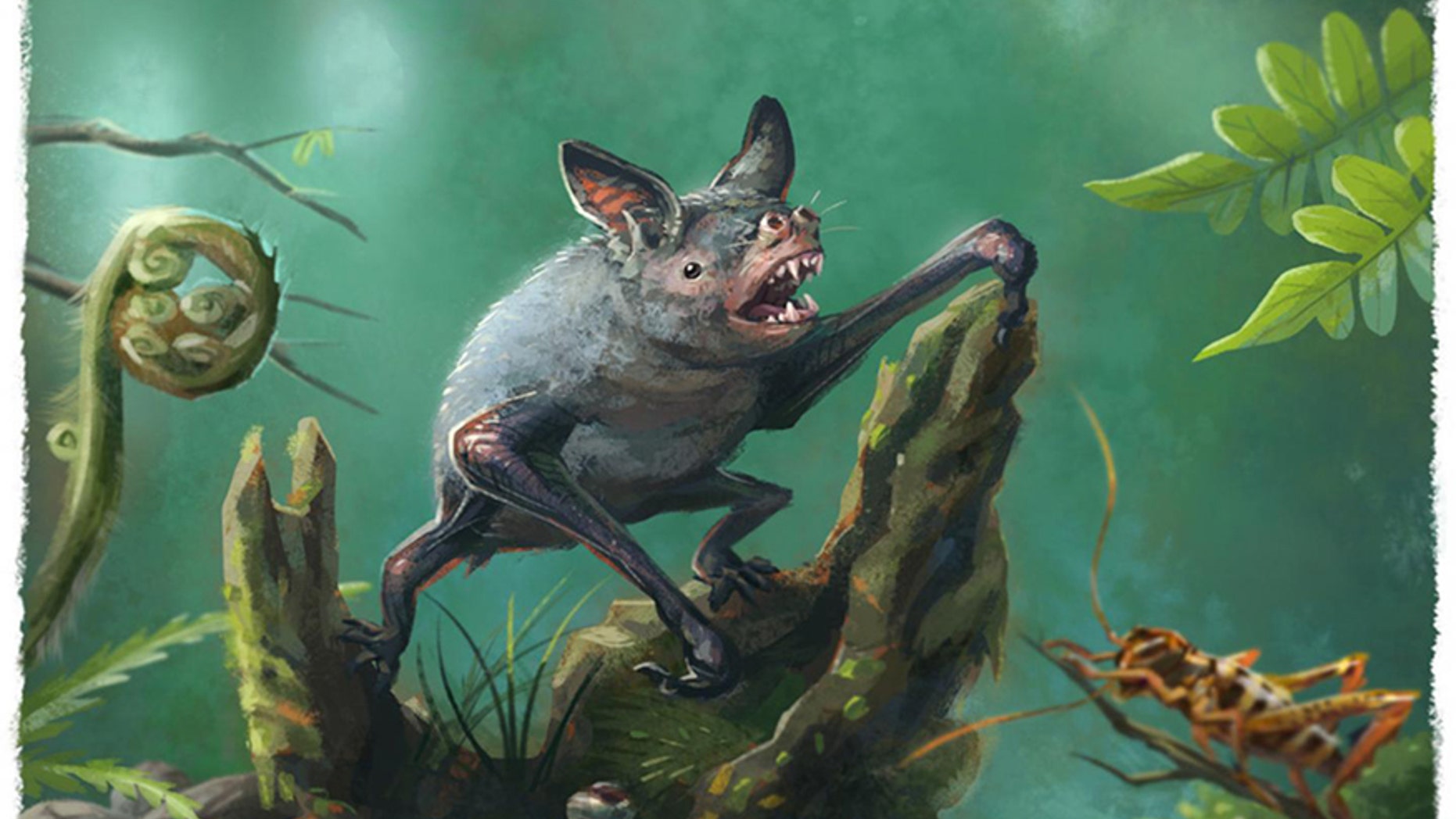 An artist's impression of a New Zealand burrowing bat, Mystacina robusta, that went extinct last century. The new fossil find, Vulcanops jennyworthyae, that lived millions of years ago in New Zealand, is an ancient relative of burrowing or short-tailed bats. (CREDIT: Illustration by Gavin Mouldey.)