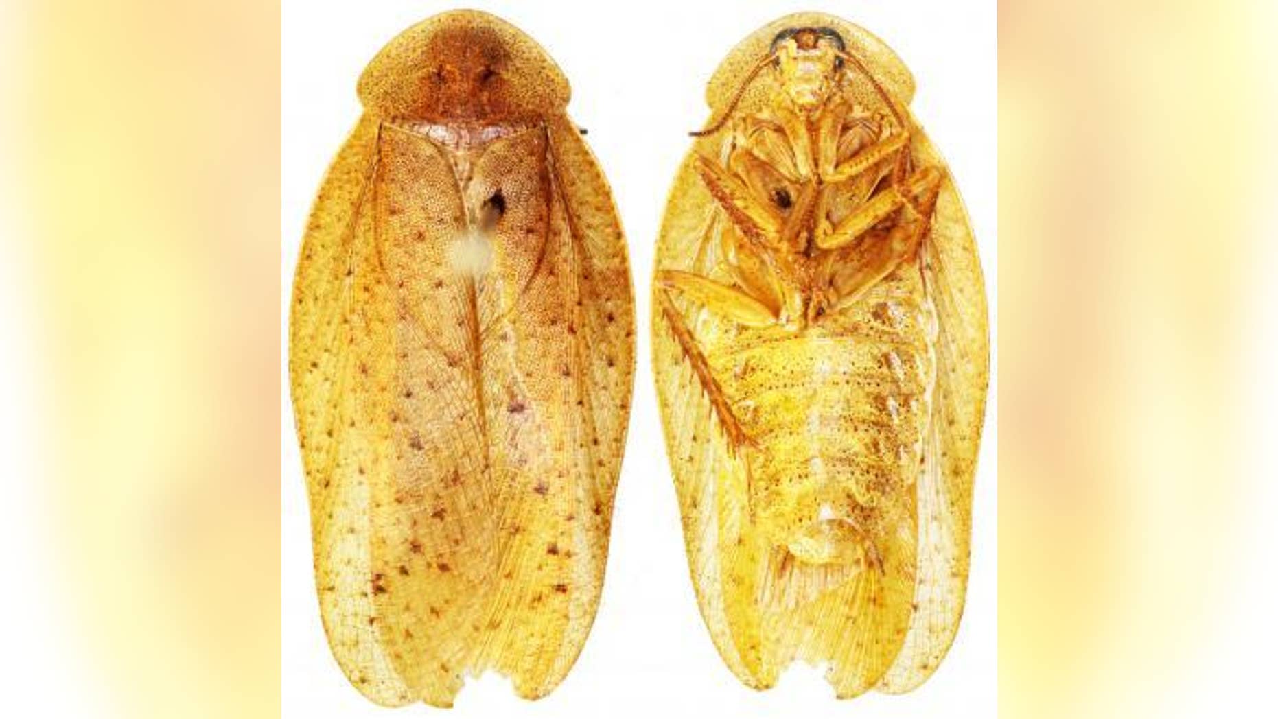 This image shows the back and front of Pseudophoraspis recurvata, one of the newly described species.