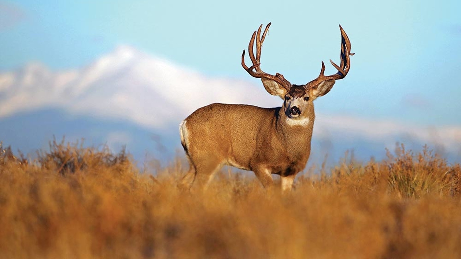 Oklahoma man faces charges for shooting deer hours before hunting
