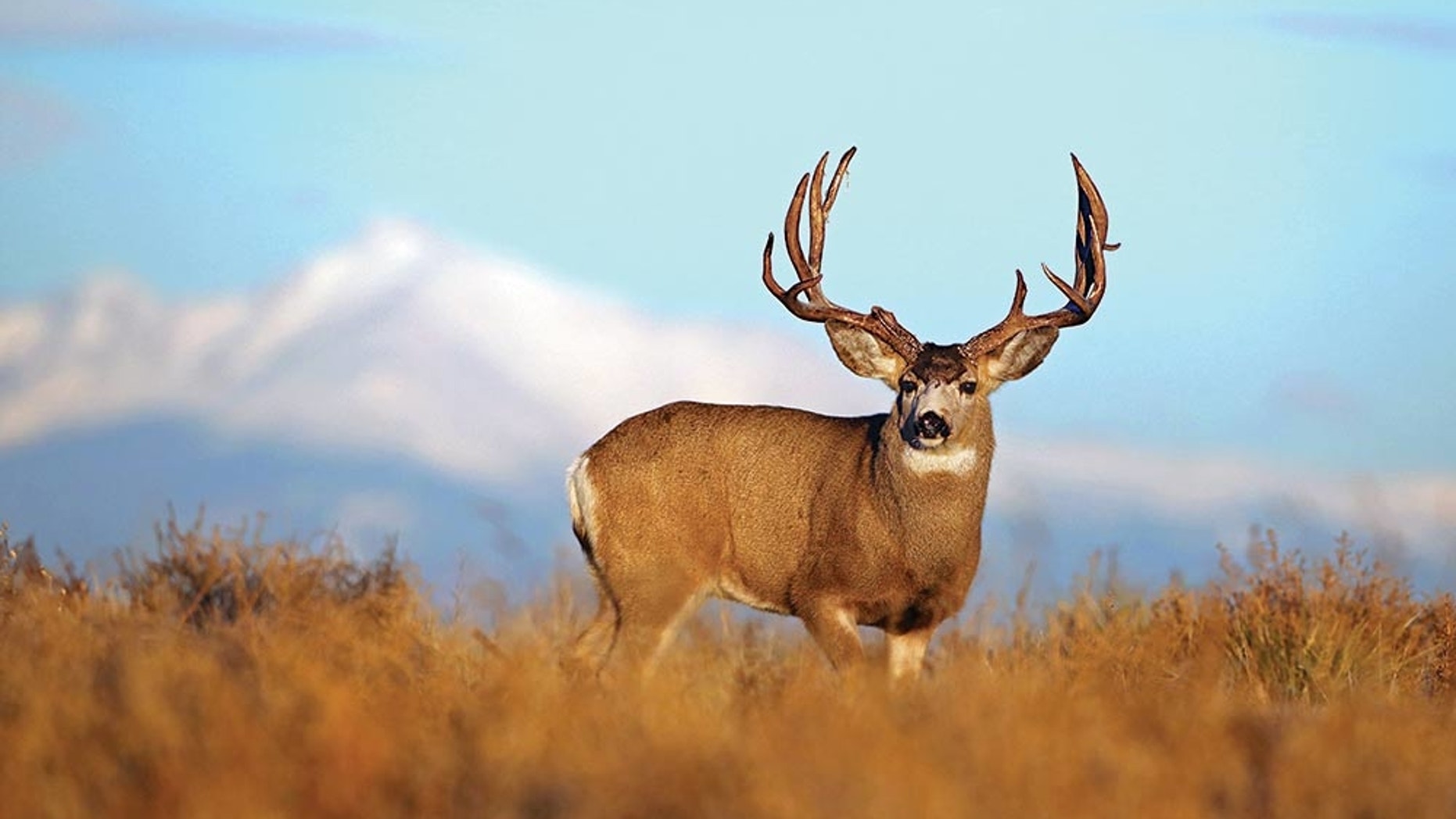 Oklahoma man faces charges for shooting deer hours before hunting