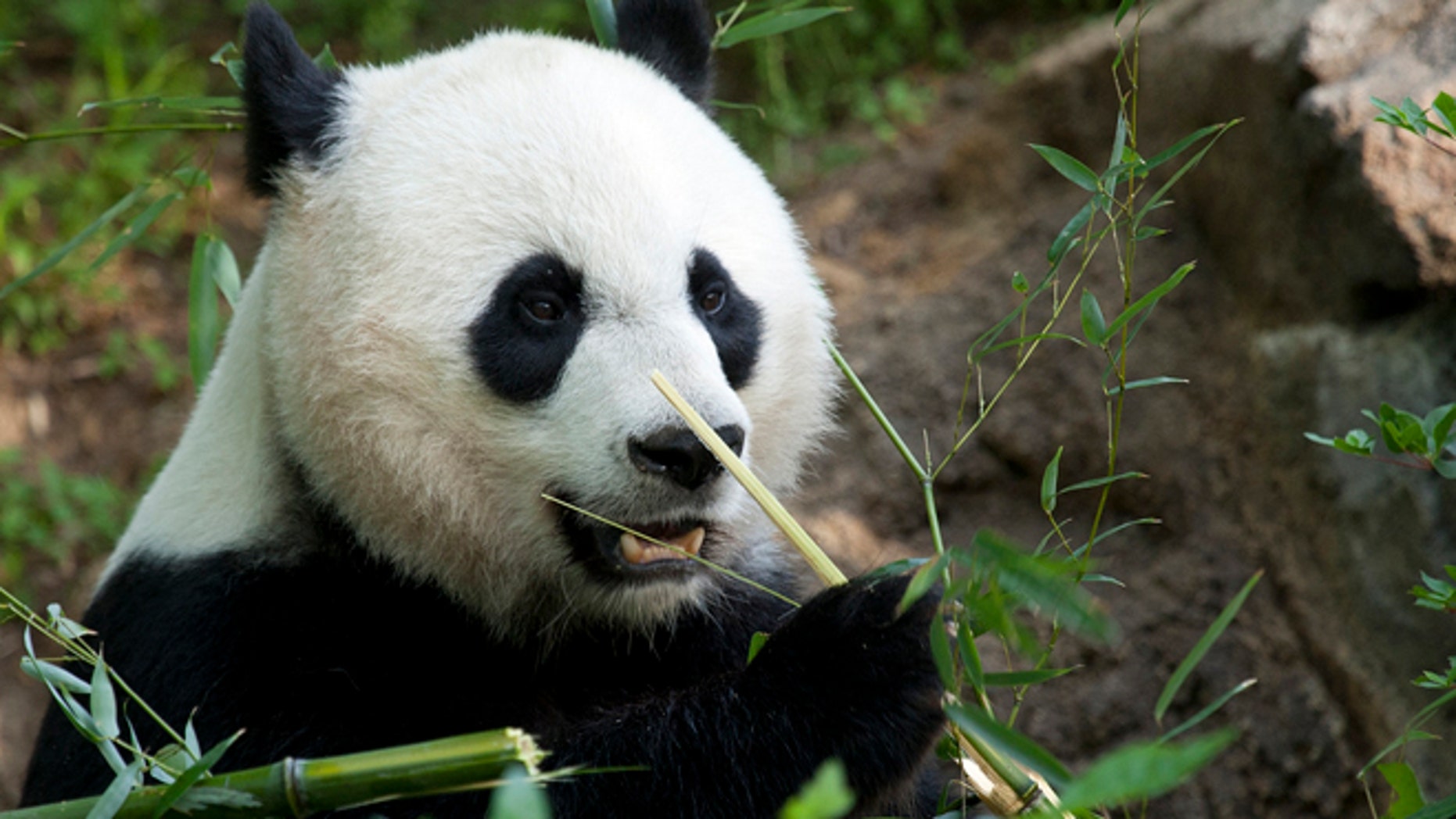 panda pictures