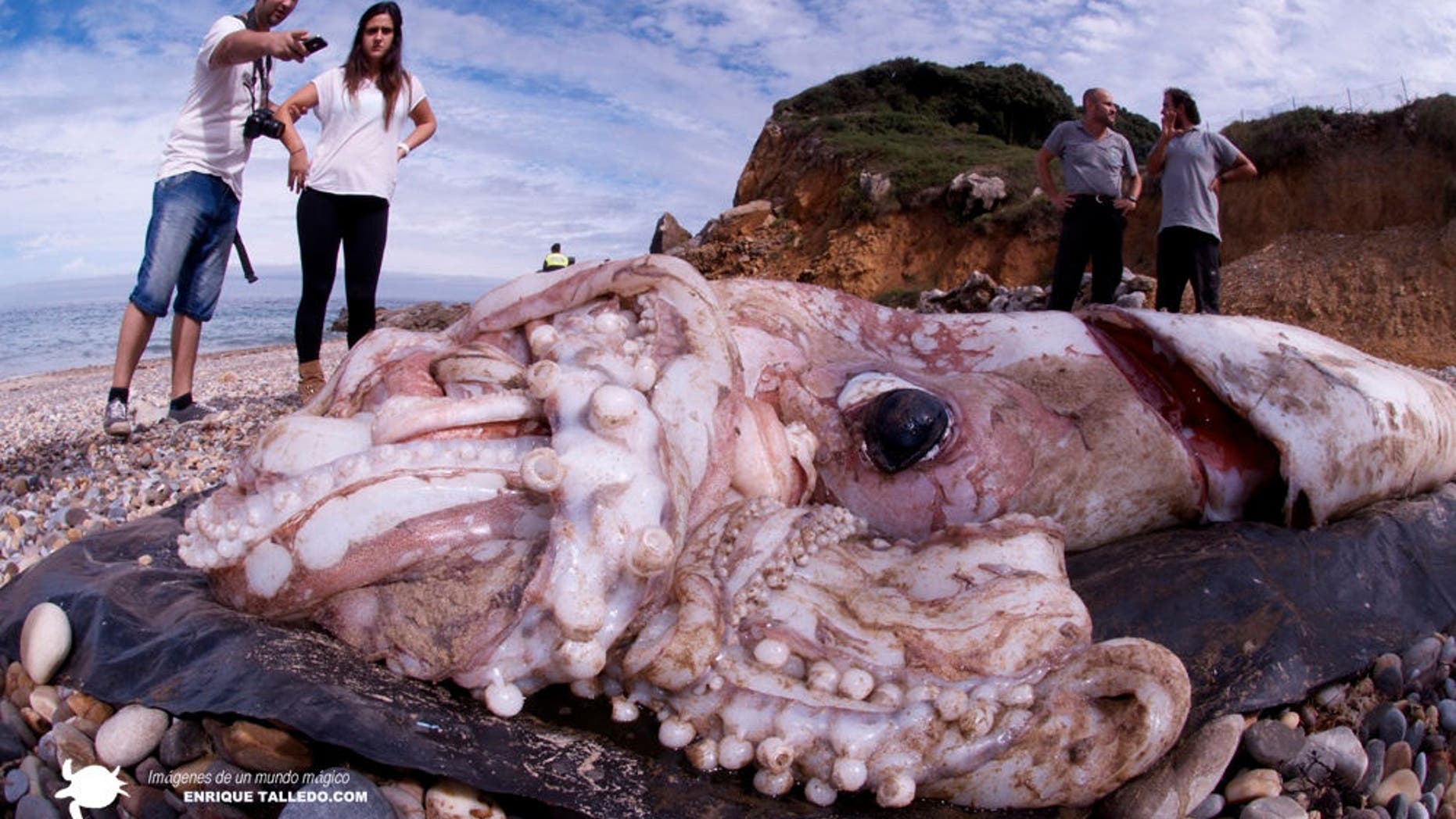 On Oct. 1, 2013, a 30-foot-long giant squid washed ashore in the Spanish community of Cantabria.