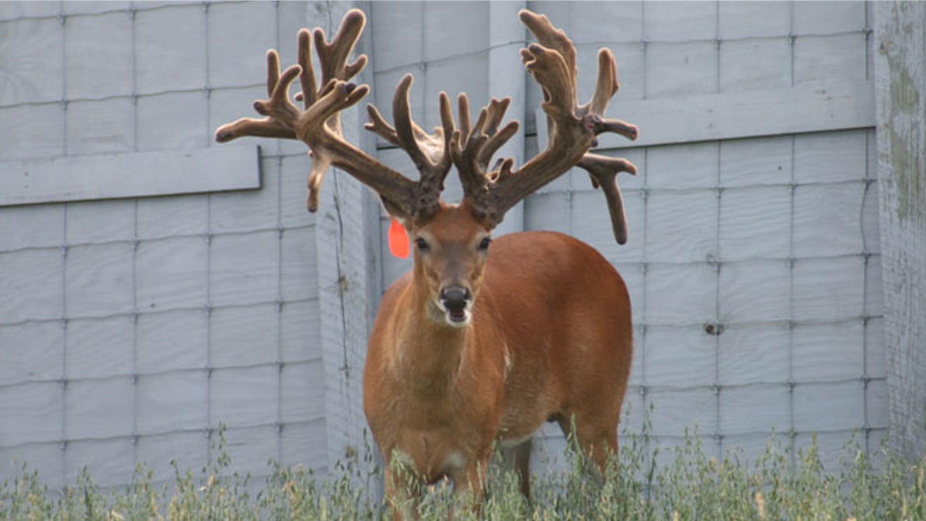 WhitehouseWhitetails.com