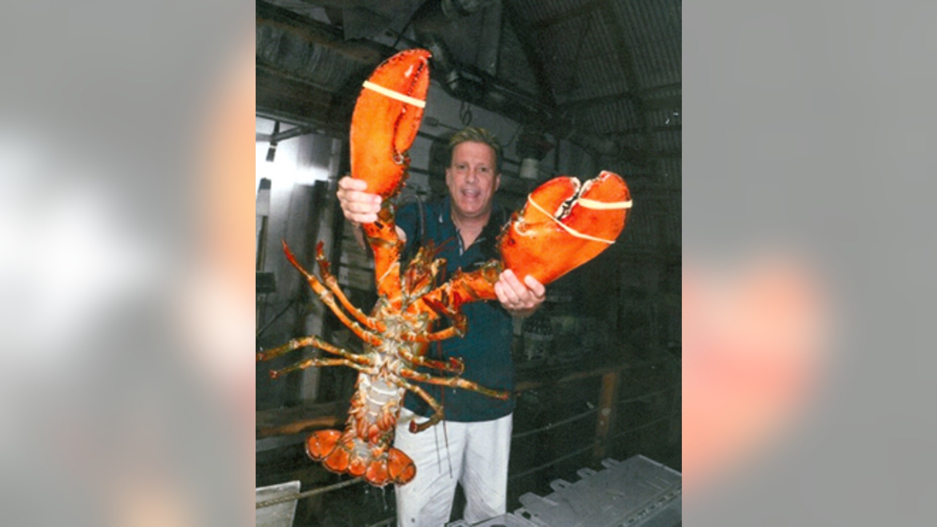 This giant lobster was weighs in at a whopping 23 lbs and is estimated to be 95 years old.