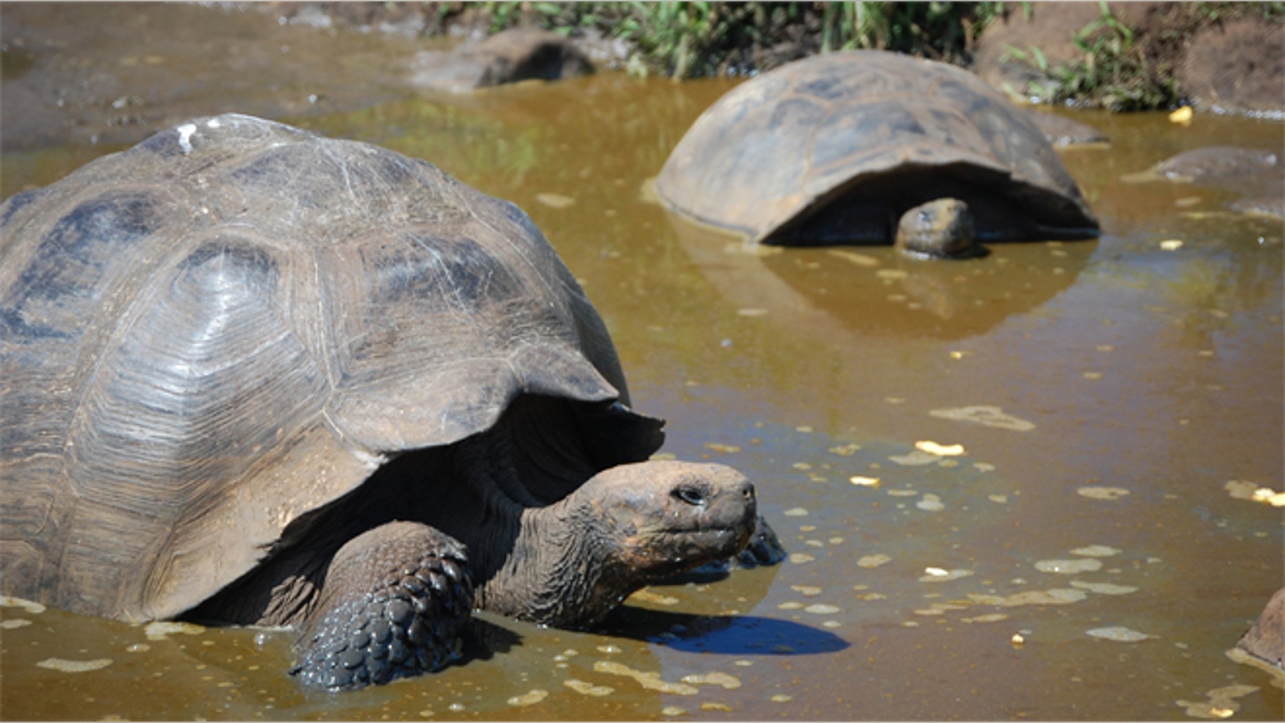Researchers plan on bringing in relatives of the extinct tortoises of Madagascar in order to bring back the lost species.