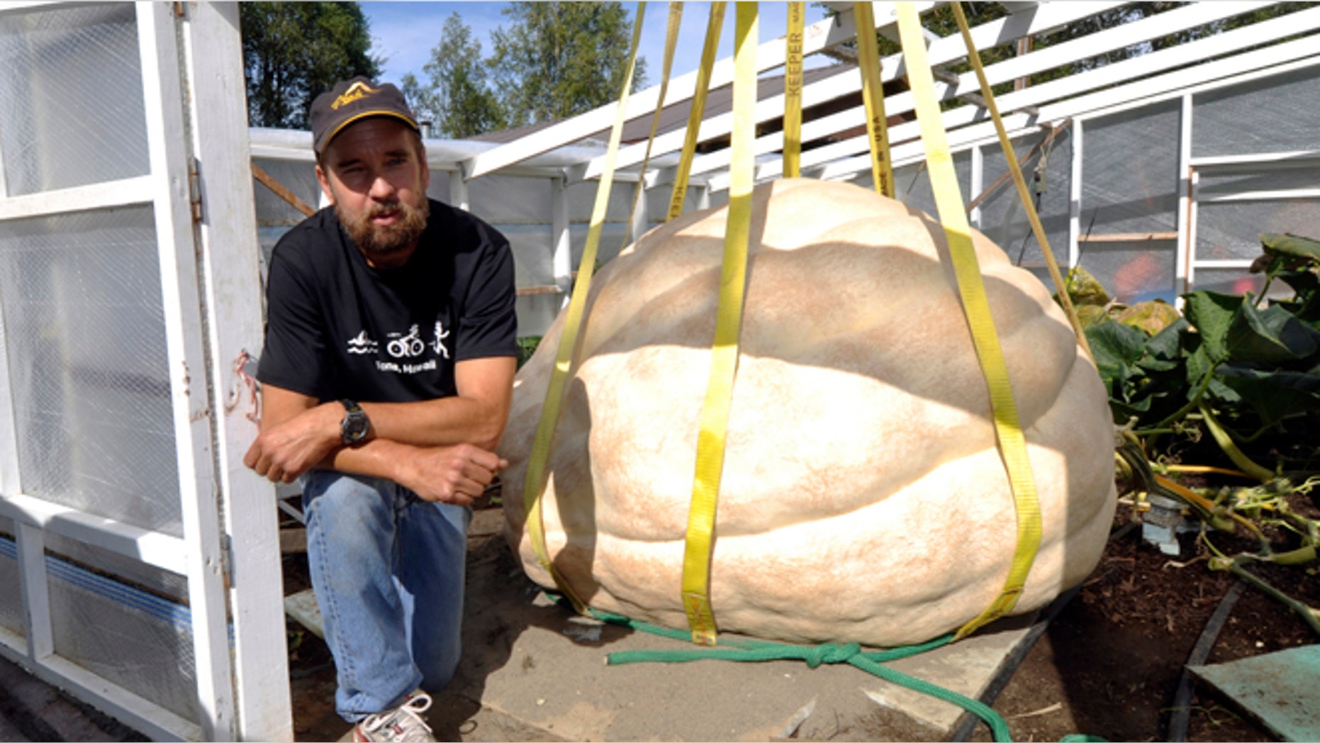 Aug. 26, 2013: J.D. Megchelsen poses next to his giant pumpkin in the Halbouty area of Nikiski, Alaska. J.D. Megchelsen holds the record for giant pumpkins in Alaska, and knew he had a candidate this year to beat the record of 1,287 pounds set in 2011. But when a boom truck gently lifted the behemoth on Monday with rigging and a sling, the big pumpkin revealed a big disappointment: a thumb-size hole that will make it ineligible for the competition at the Alaska State Fair in Palmer. (AP/Peninsula Clarion, Greg Skinner)
