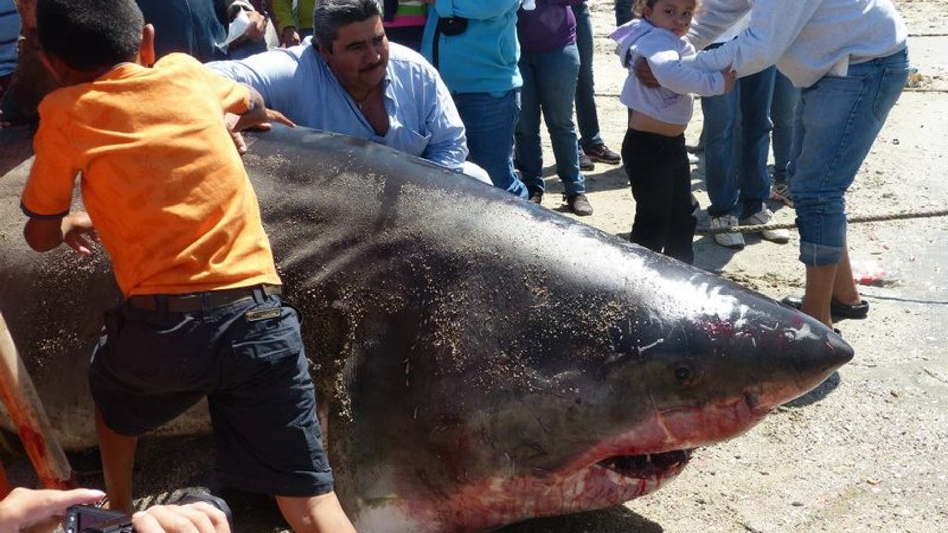 The massive catch, according to local reports, would be one of the longest great white sharks ever recorded if verified at a length of six meters, or 19.8 feet. (San Carlos Fishing Forum)