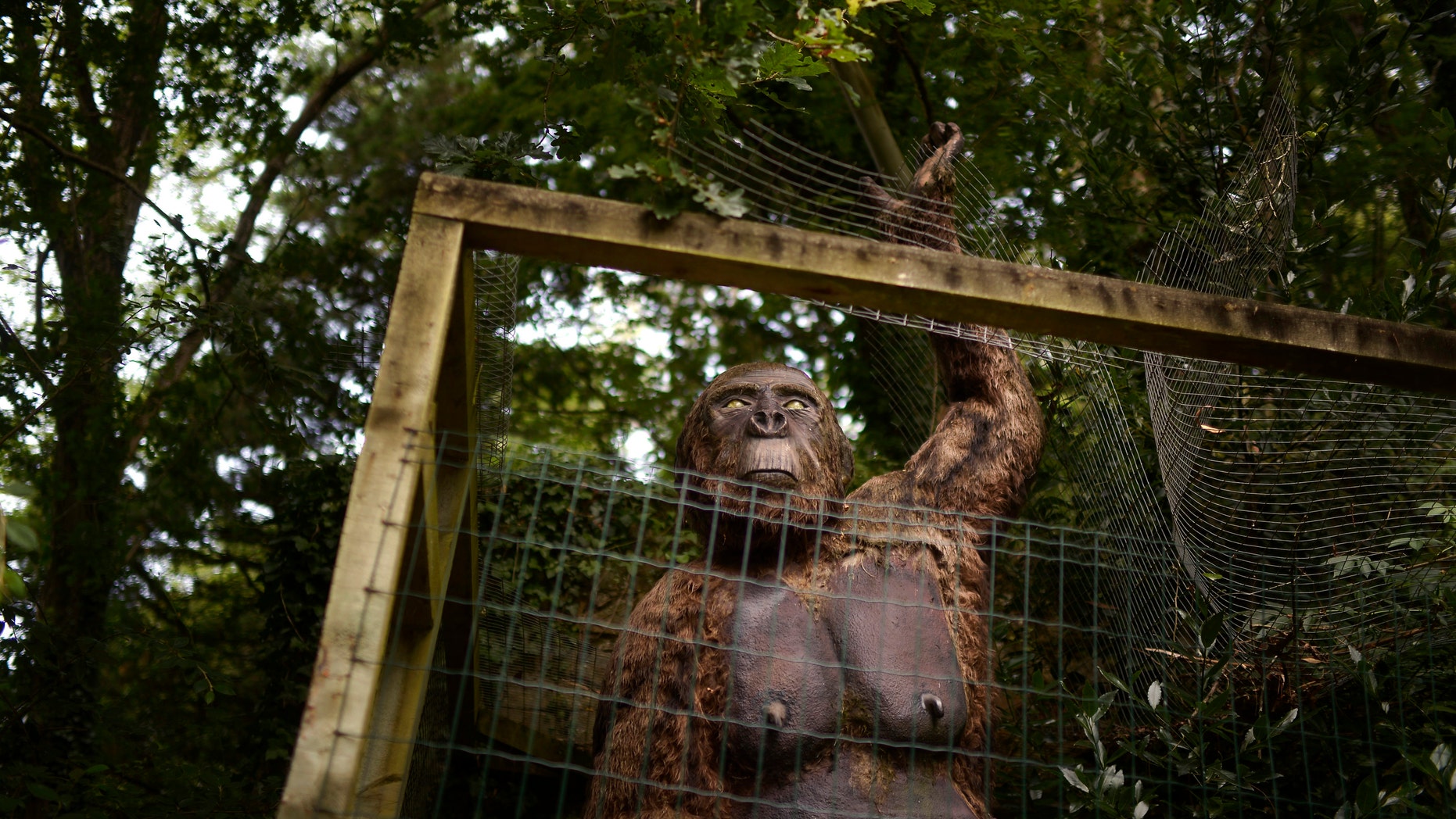 A life-size model of a Gigantopithecus tearing its cage is seen at the Karpin Abentura park in the Karrantza valley, outside Bilbao July 26, 2014. (REUTERS/Vincent West)
