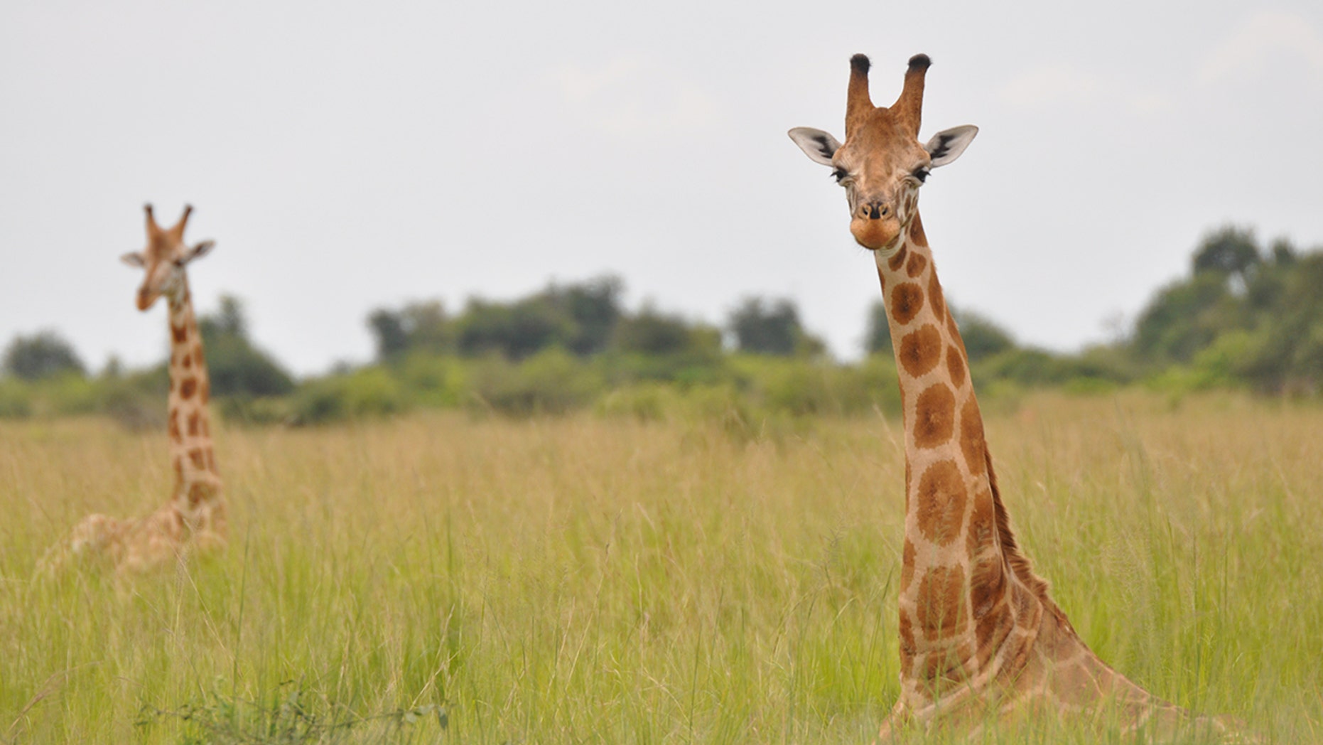 A Nubian giraffe in Murchison Falls National Park, Uganda.