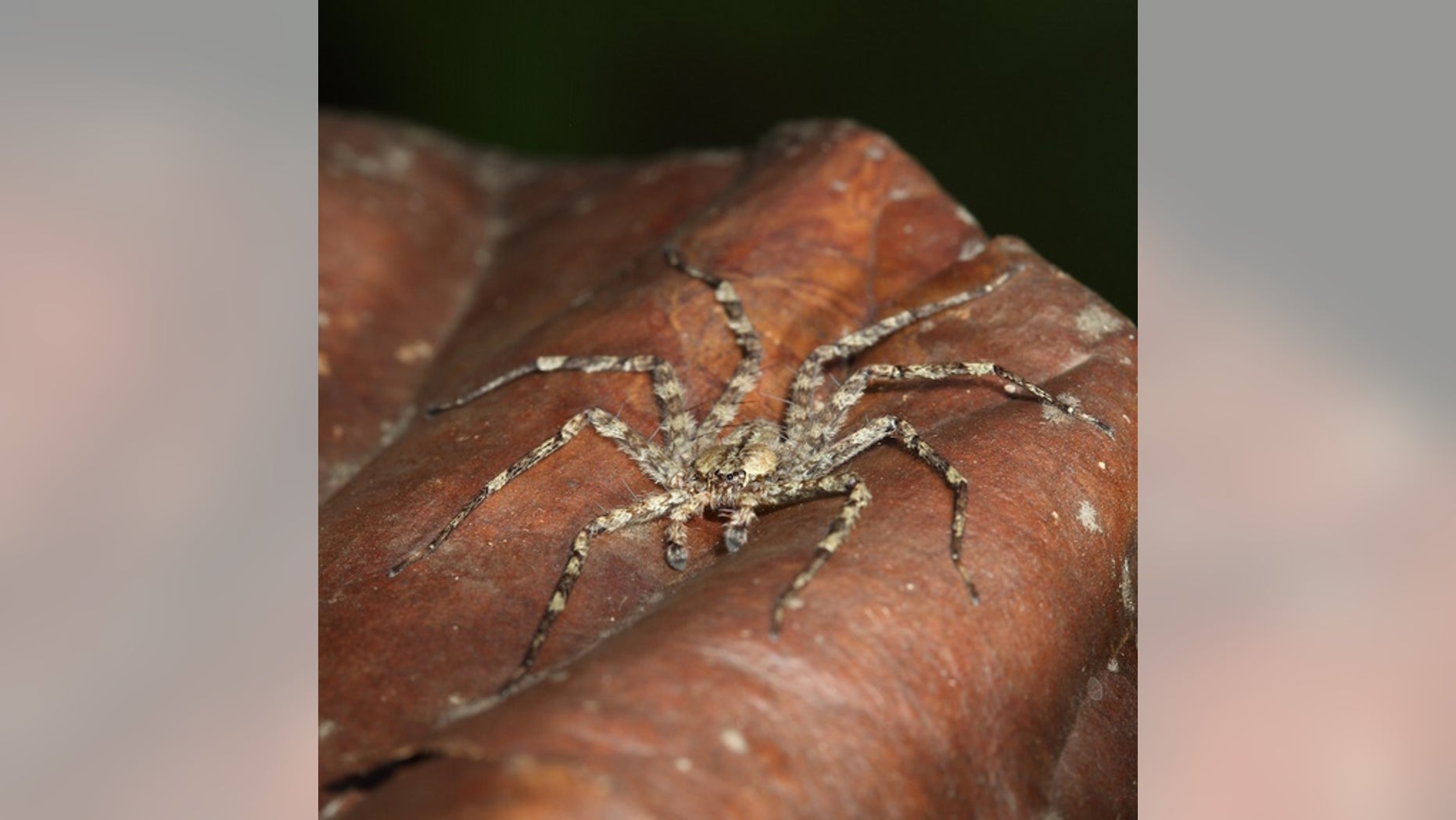The half-dollar sized "flattie" spider uses its front legs to change direction as it soars through the rainforest canopy.